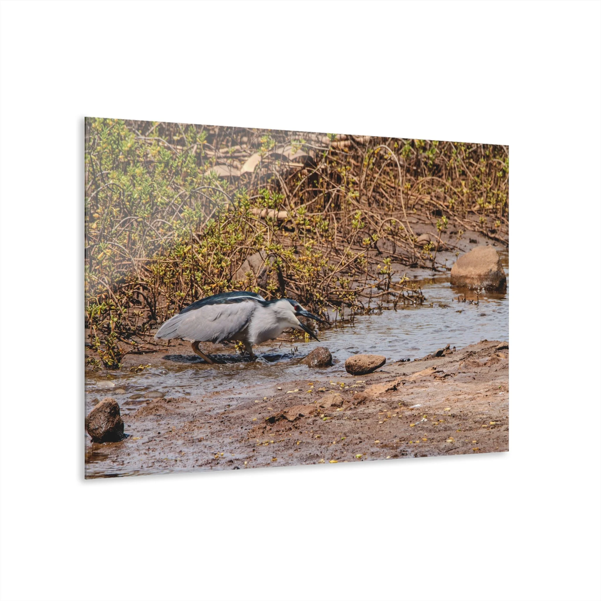 Black-crowned Night Heron Catching Fish – Keālia Pond - Original Maui Acrylic Wall Art