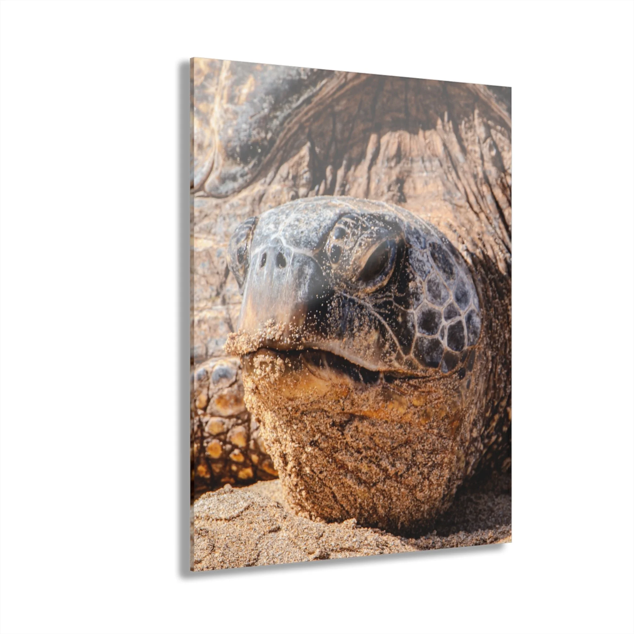 Hawaiian Green Sea Turtle Acrylic Wall Art | Close-Up Honu — Original Maui Coastal Decor
