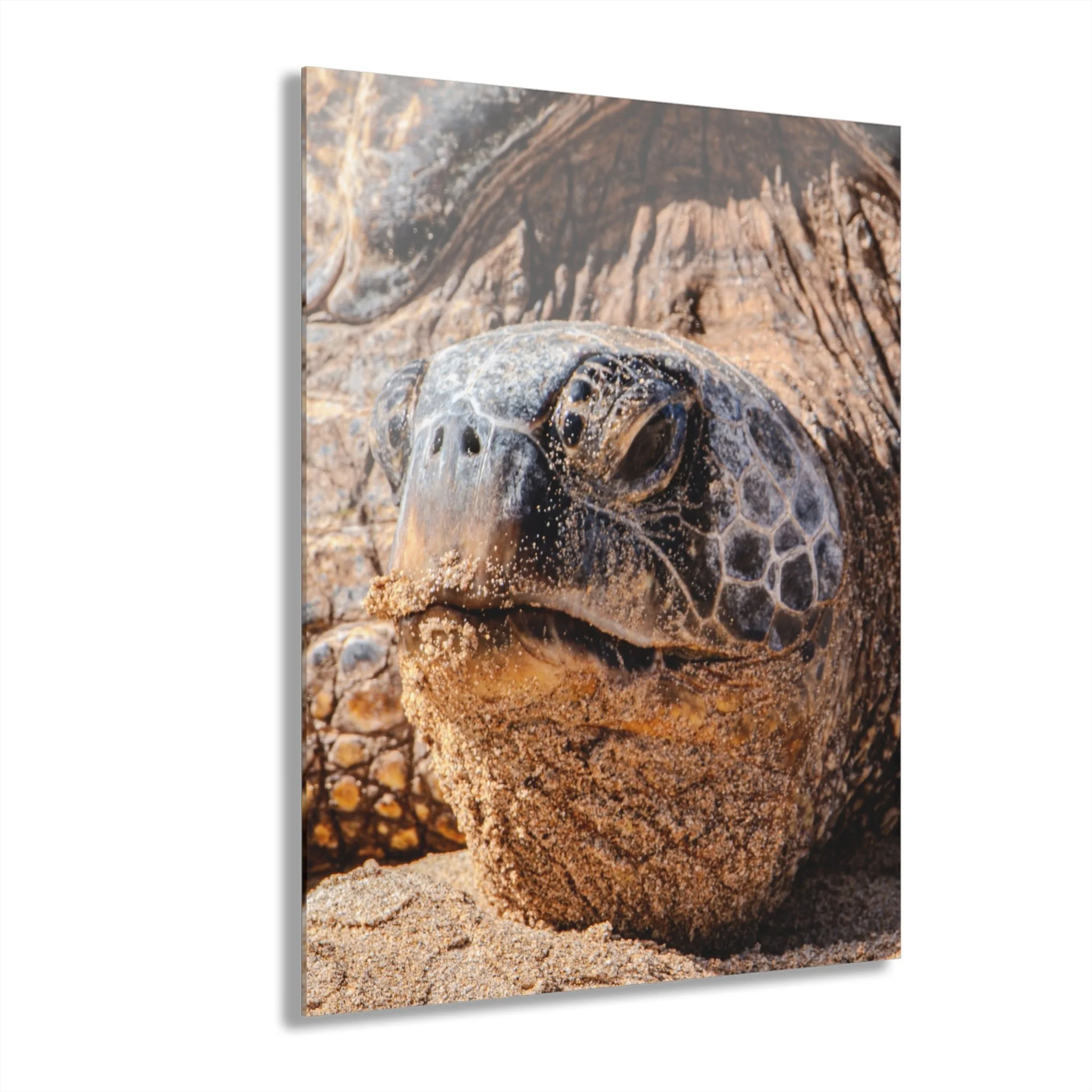 Hawaiian Green Sea Turtle Acrylic Wall Art | Close-Up Honu — Original Maui Coastal Decor
