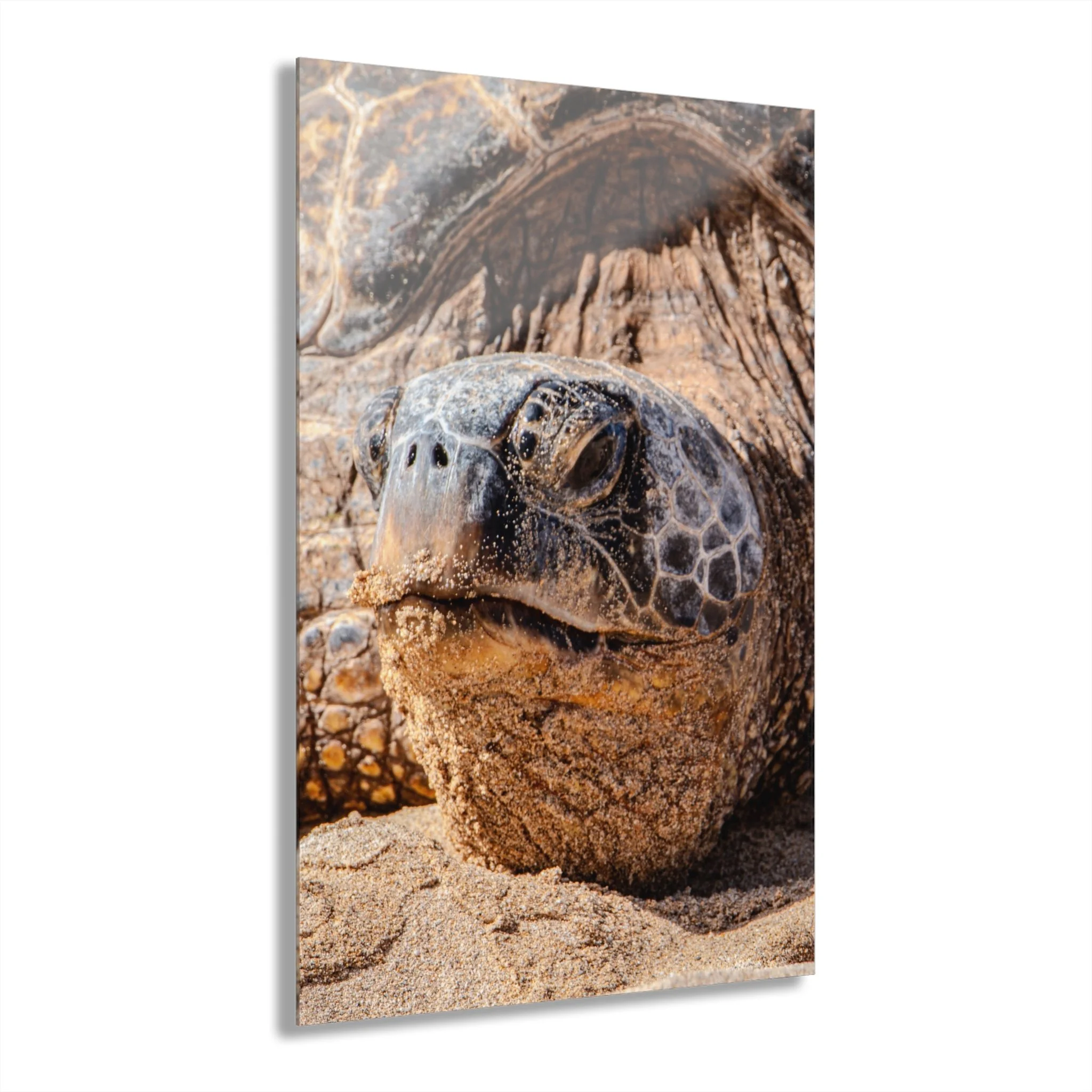 Hawaiian Green Sea Turtle Acrylic Wall Art | Close-Up Honu — Original Maui Coastal Decor
