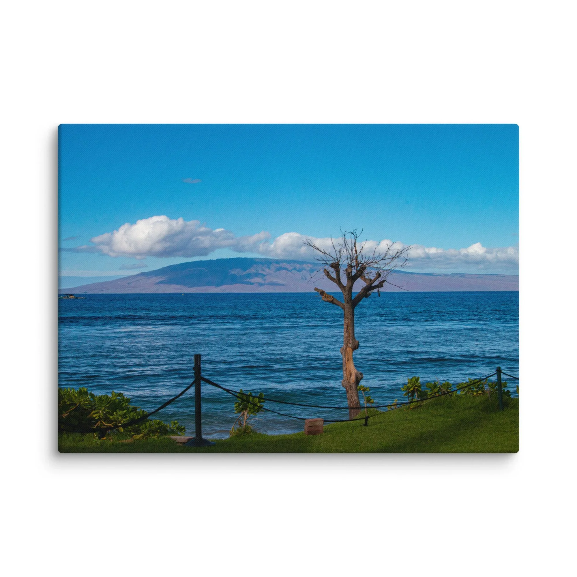 Kāʻanapali Maui wall art featuring a coastal tree overlooking the ocean with views of Lānaʻi, ideal for modern coastal home decor
