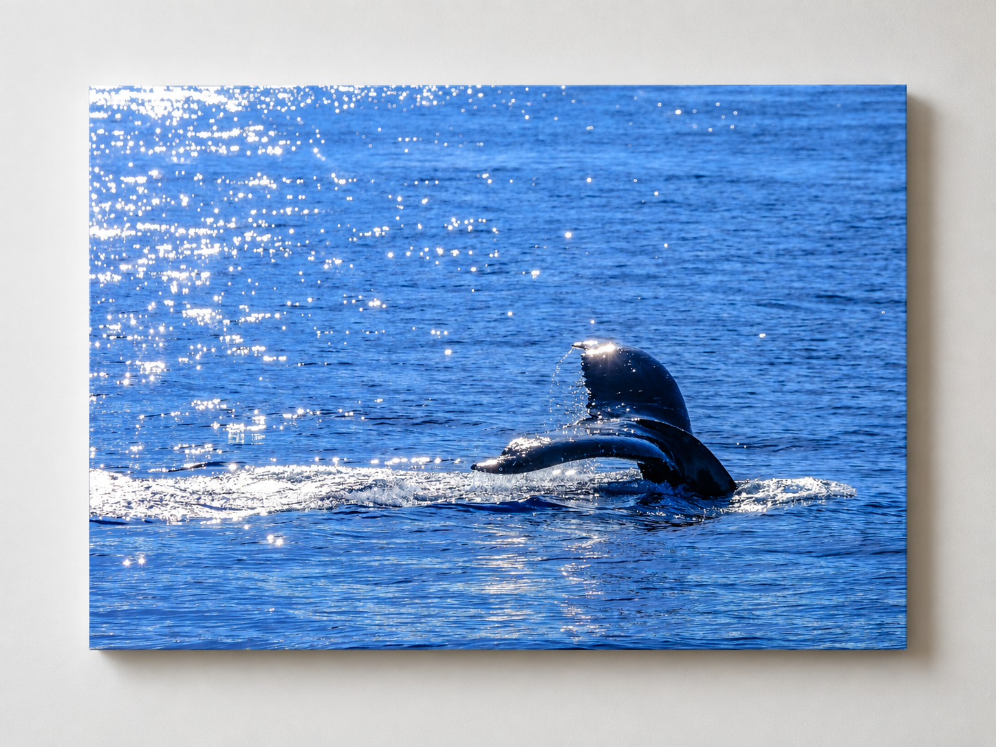 Maui Whale Tail in Sunlight | Dibond Metal Print
