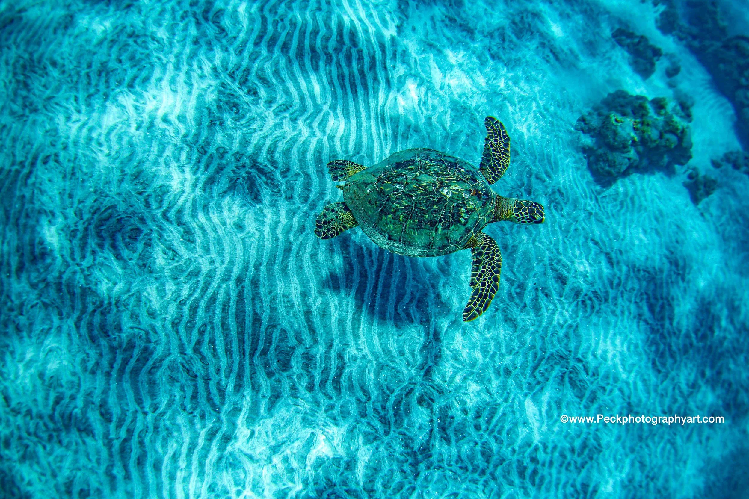A young turtle swimming in clear blue ocean water near a patch of coral and sea grass.