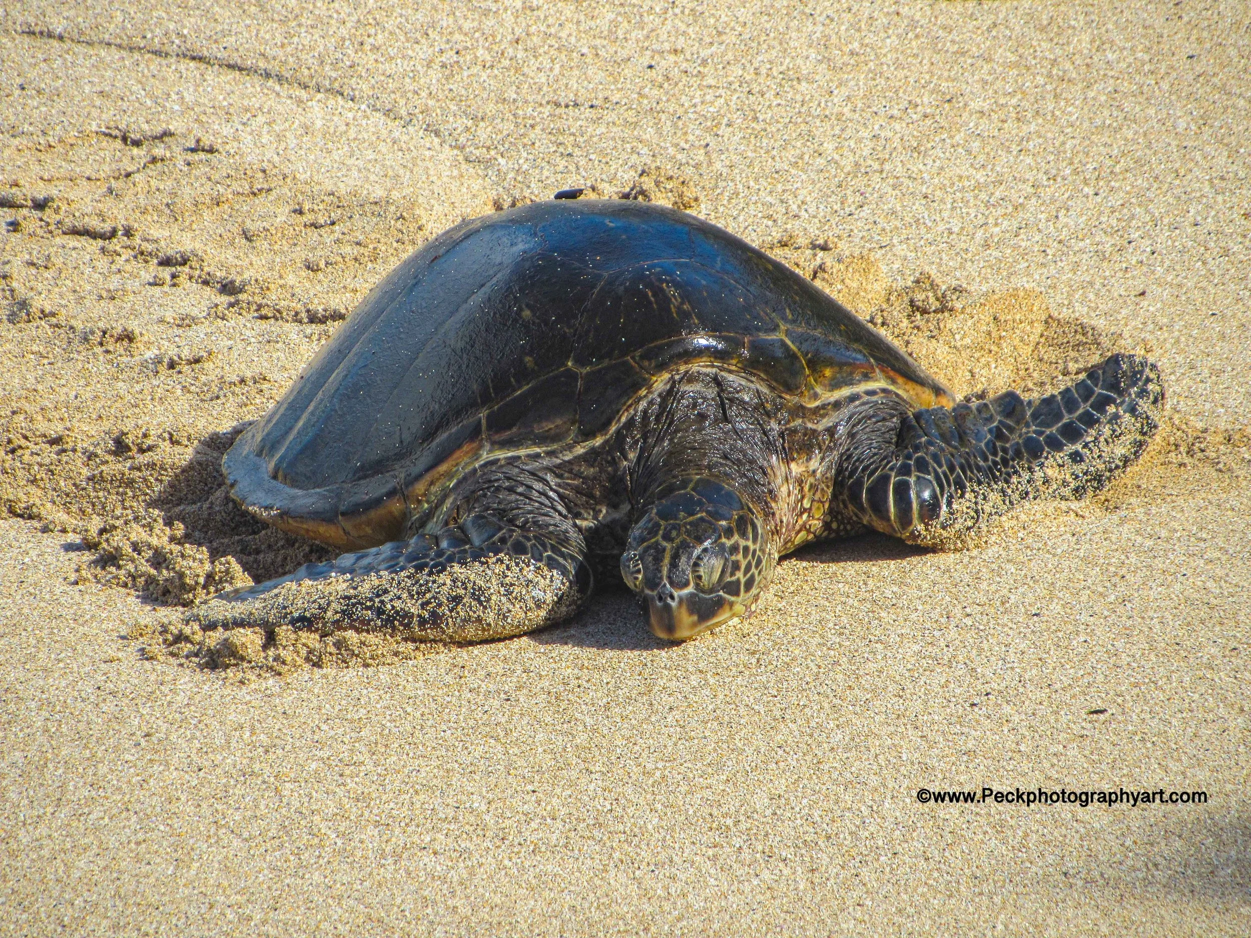 A baby sea turtle crawling on sandy beach.