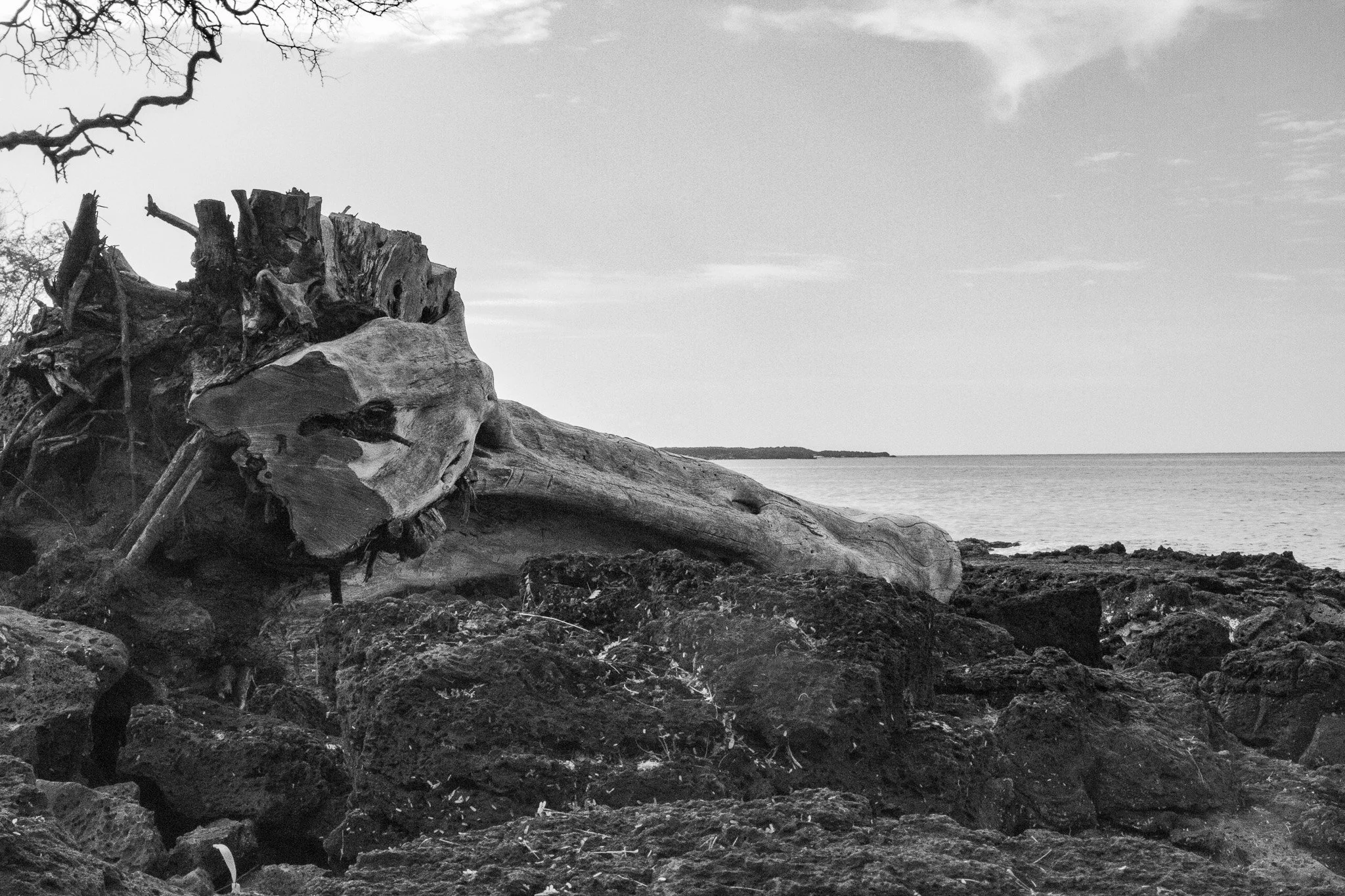 Black and white driftwood resting on lava rocks along the Makena coastline in Maui with calm ocean in the background