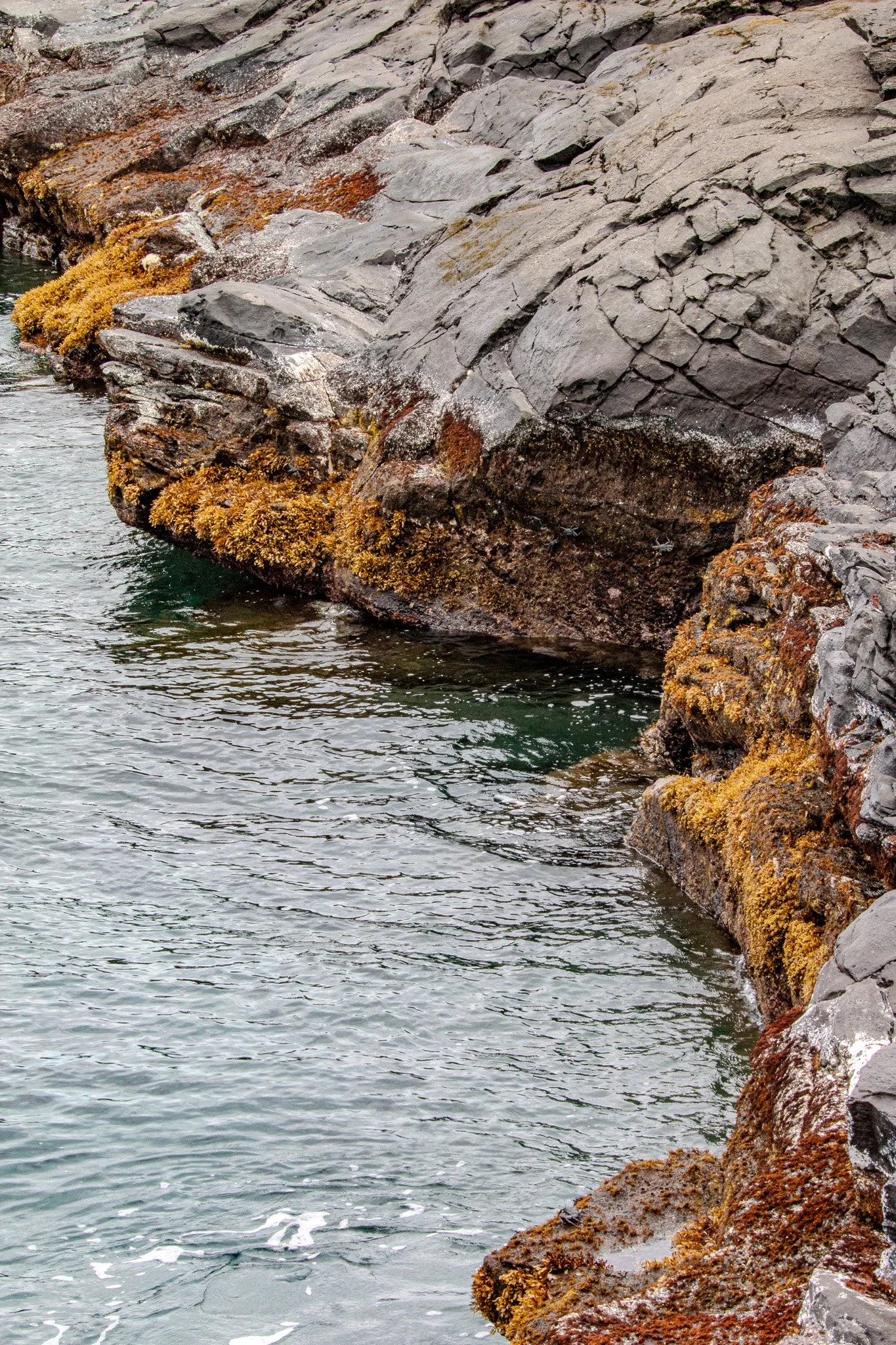 Seaweed and marine life cling to the lower lava ledges at Dragon’s Teeth, where tidal pools form along the rugged Kapalua coastline.