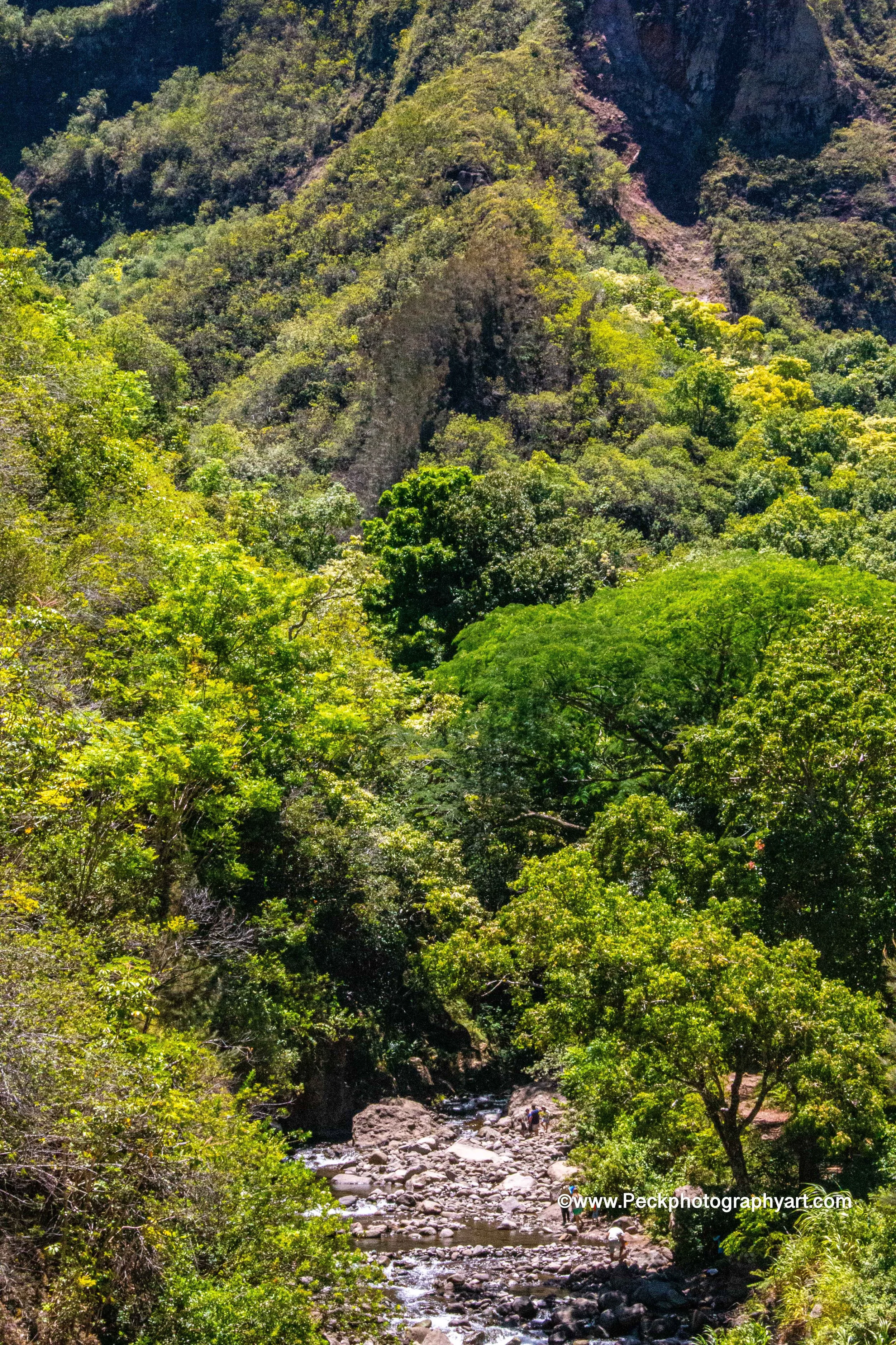 A lush, green forest with various trees and a flowing rocky stream at the bottom, set against a steep hillside.