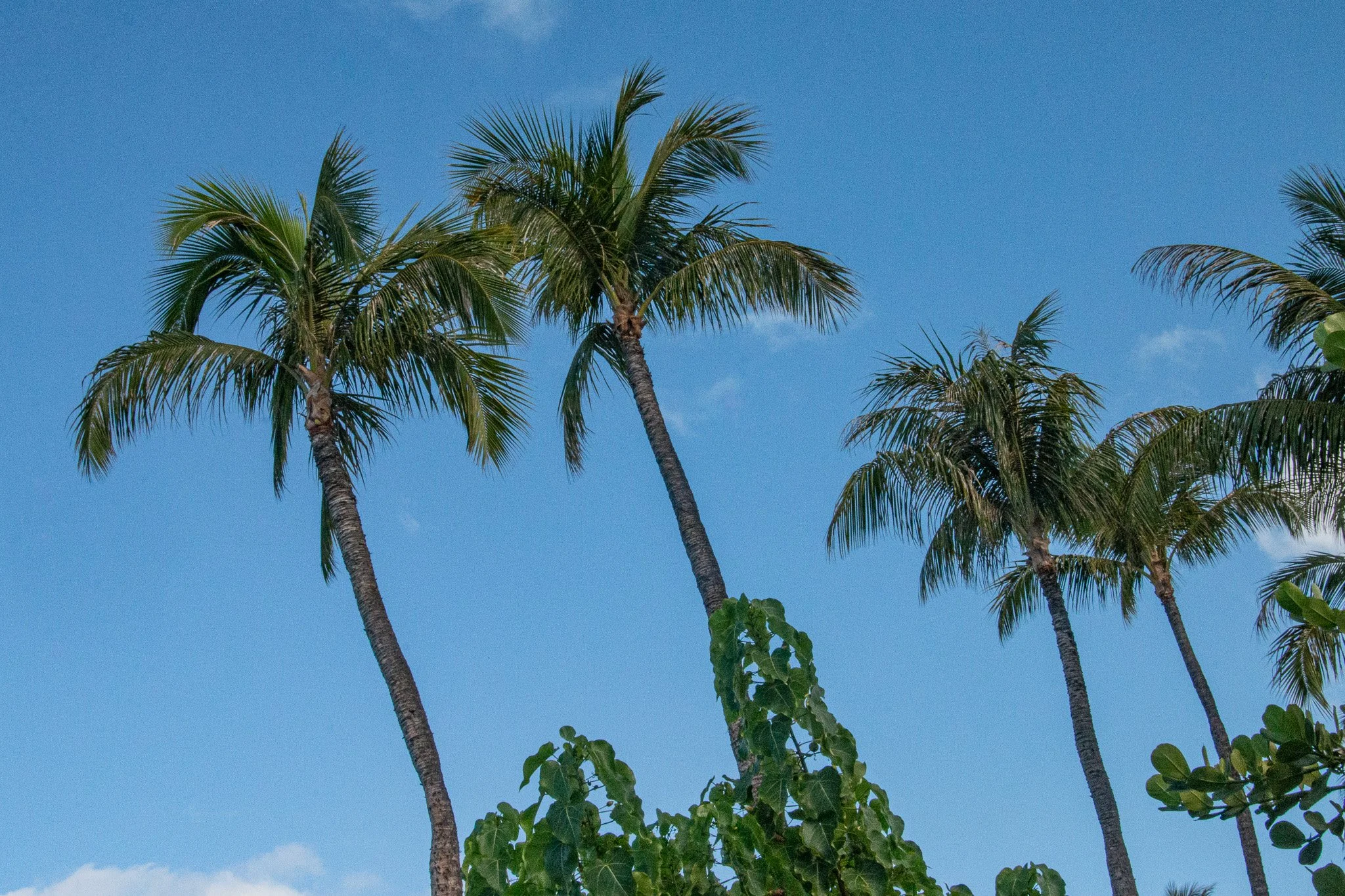 Tall palm trees rising above the shoreline in Kaanapali Maui beneath a clear tropical blue sky