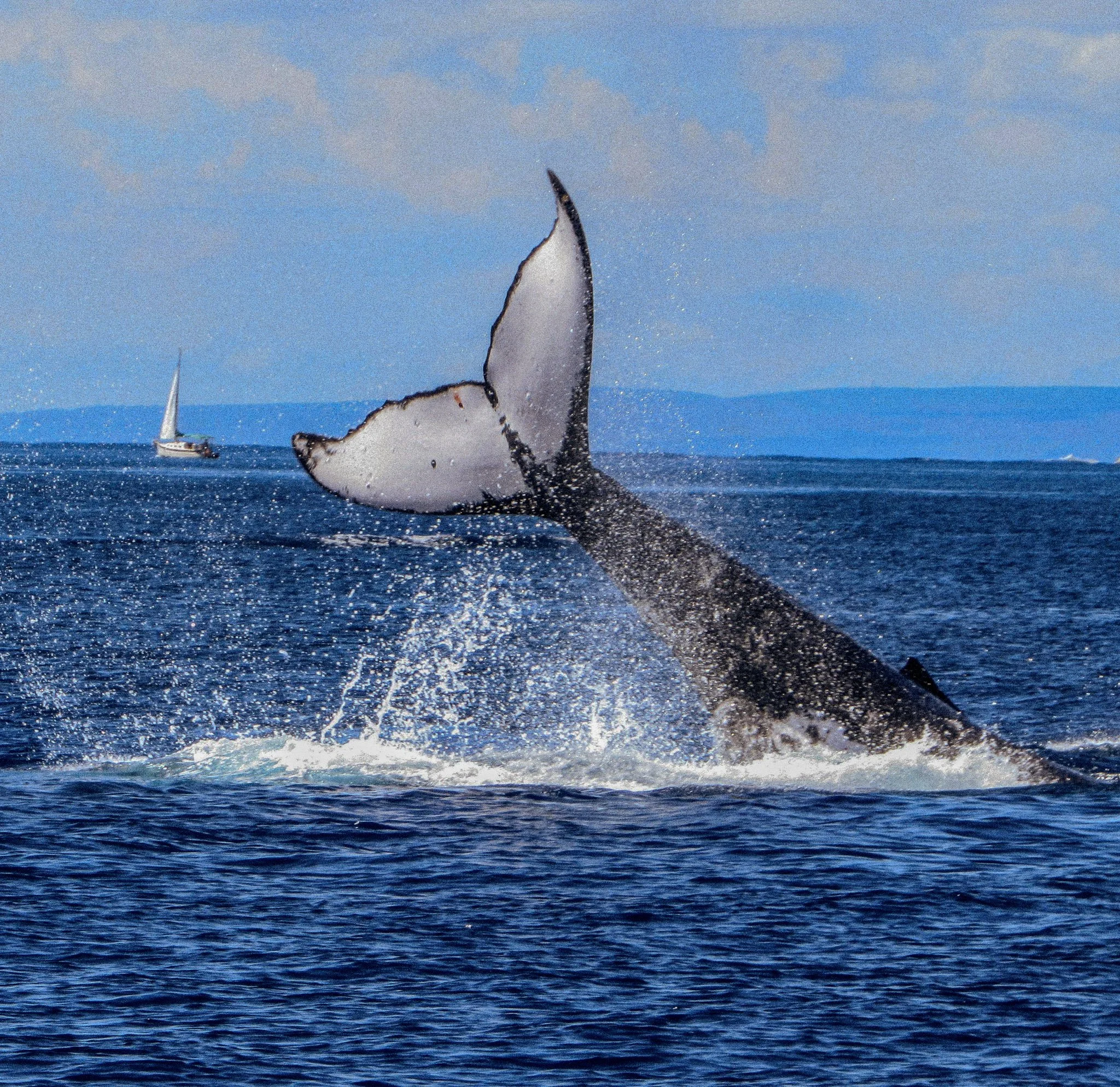 Humpback whale breaching off Maui's coast