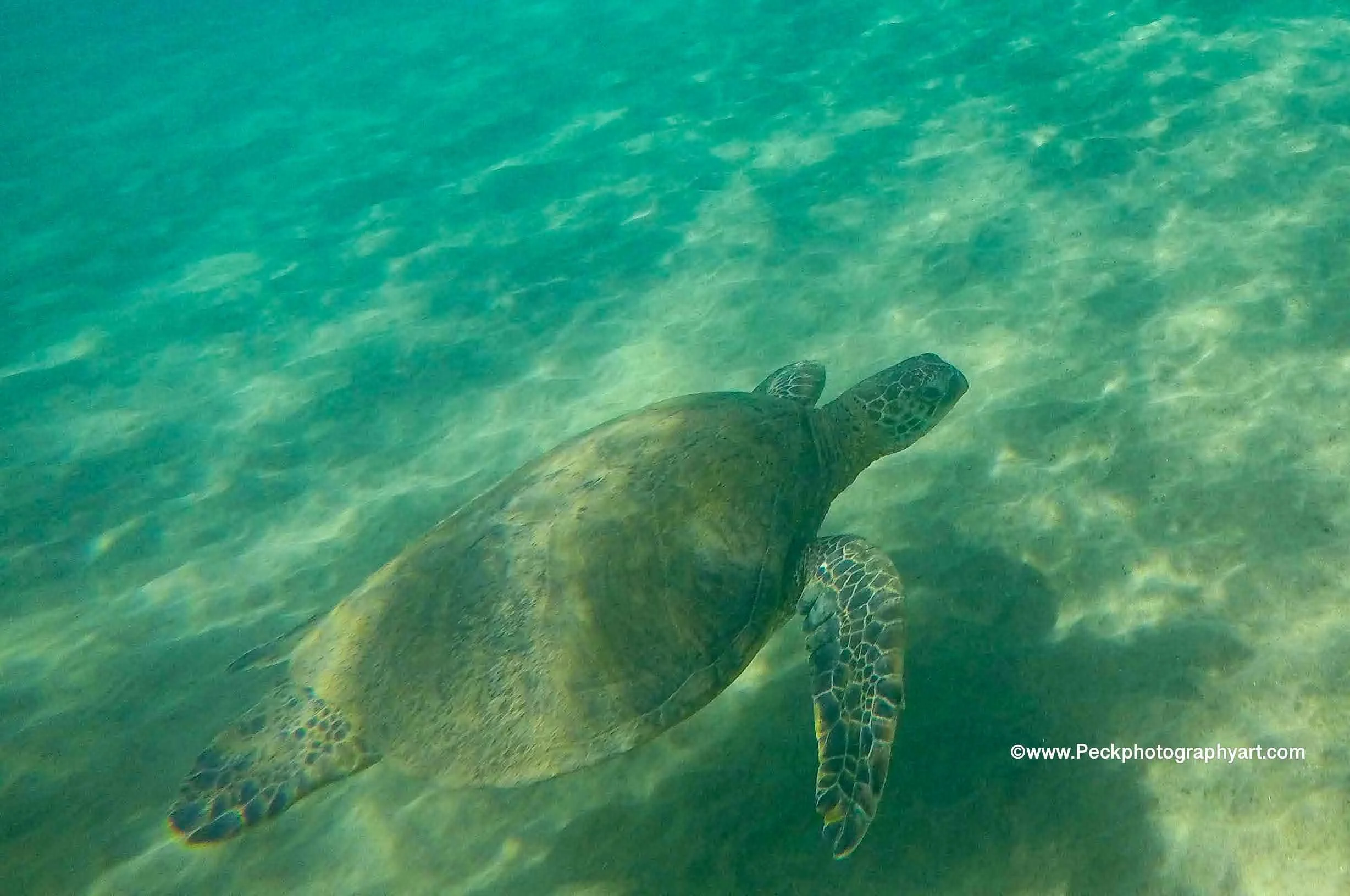 Green sea turtle swimming underwater with sandy ocean floor visible below.