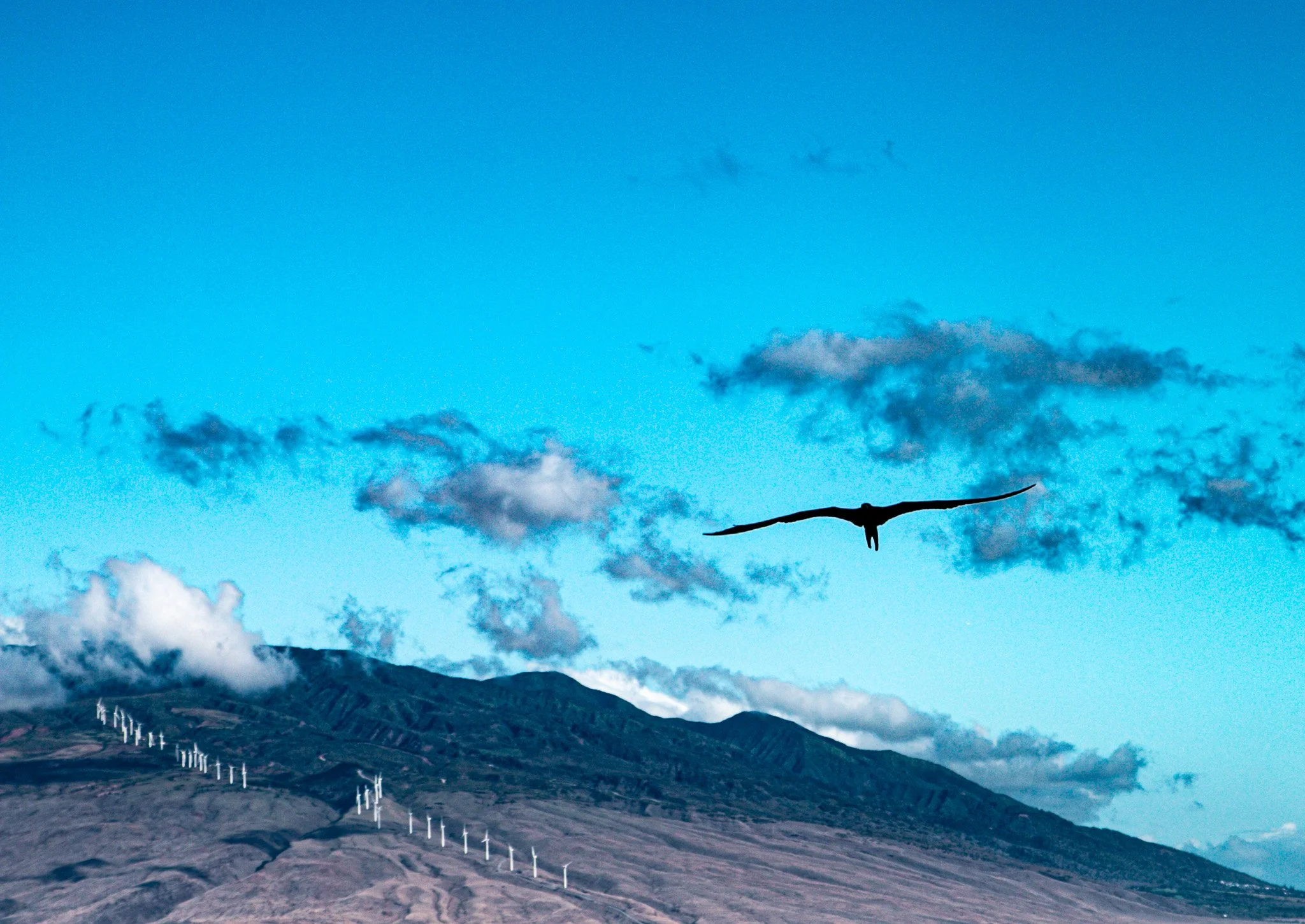 This is the view heading back to Maui with a Great Frigatebird soaring in the sky. They like to nest on Molokini crater and are lots of fun to watch with very large wing spans.