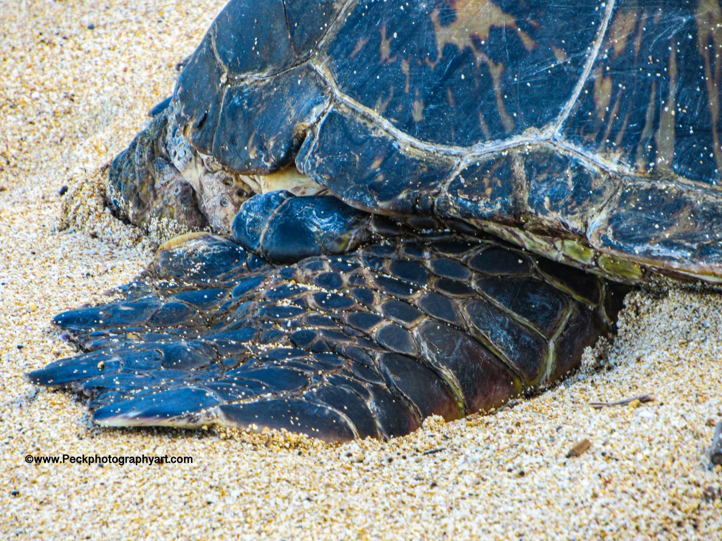 Close-up of a turtle resting on sandy ground with its head and front flipper partially exposed.