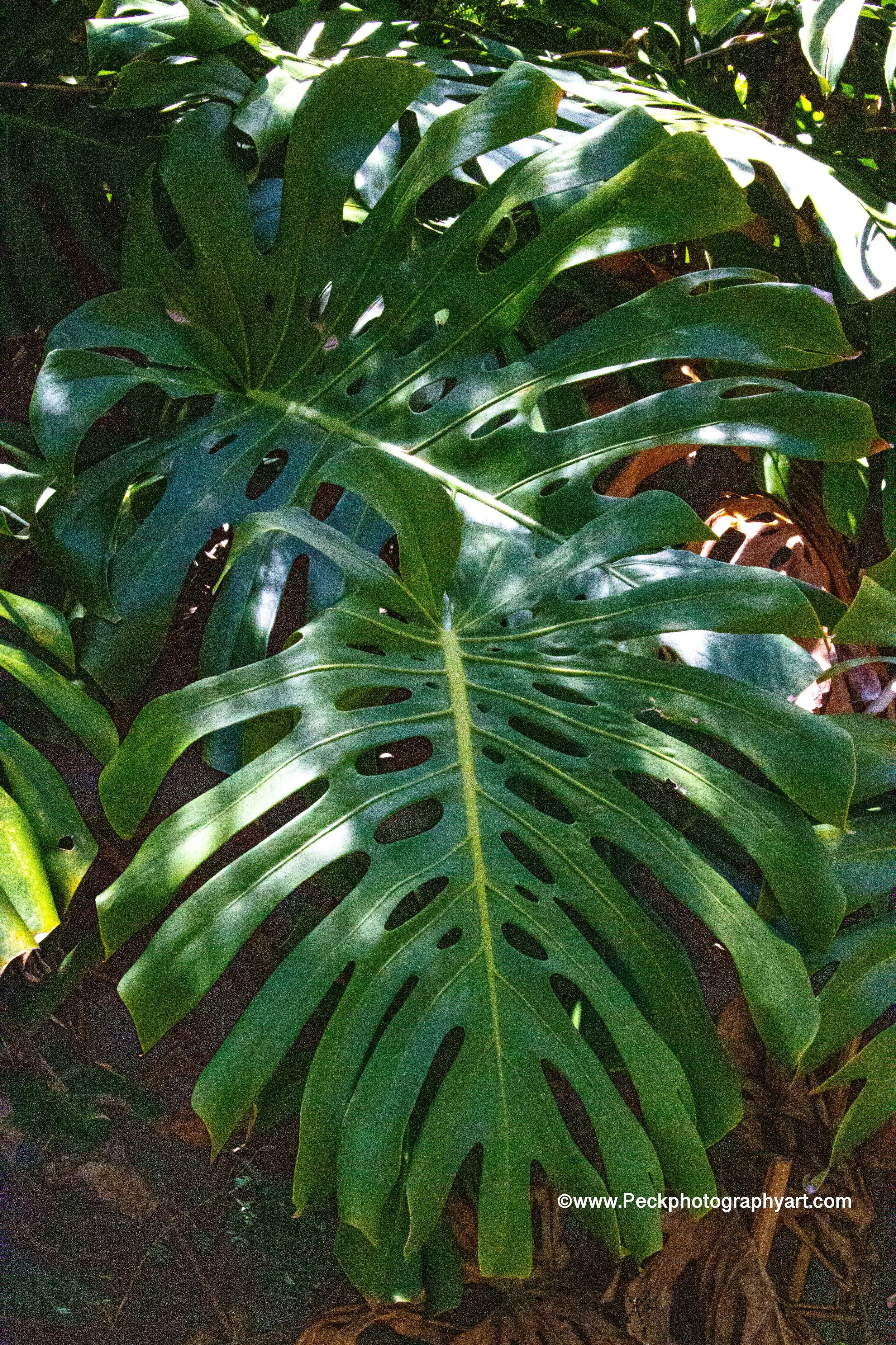 Close-up of a large, green Monstera leaf with multiple cutouts, growing among other greenery in natural light.