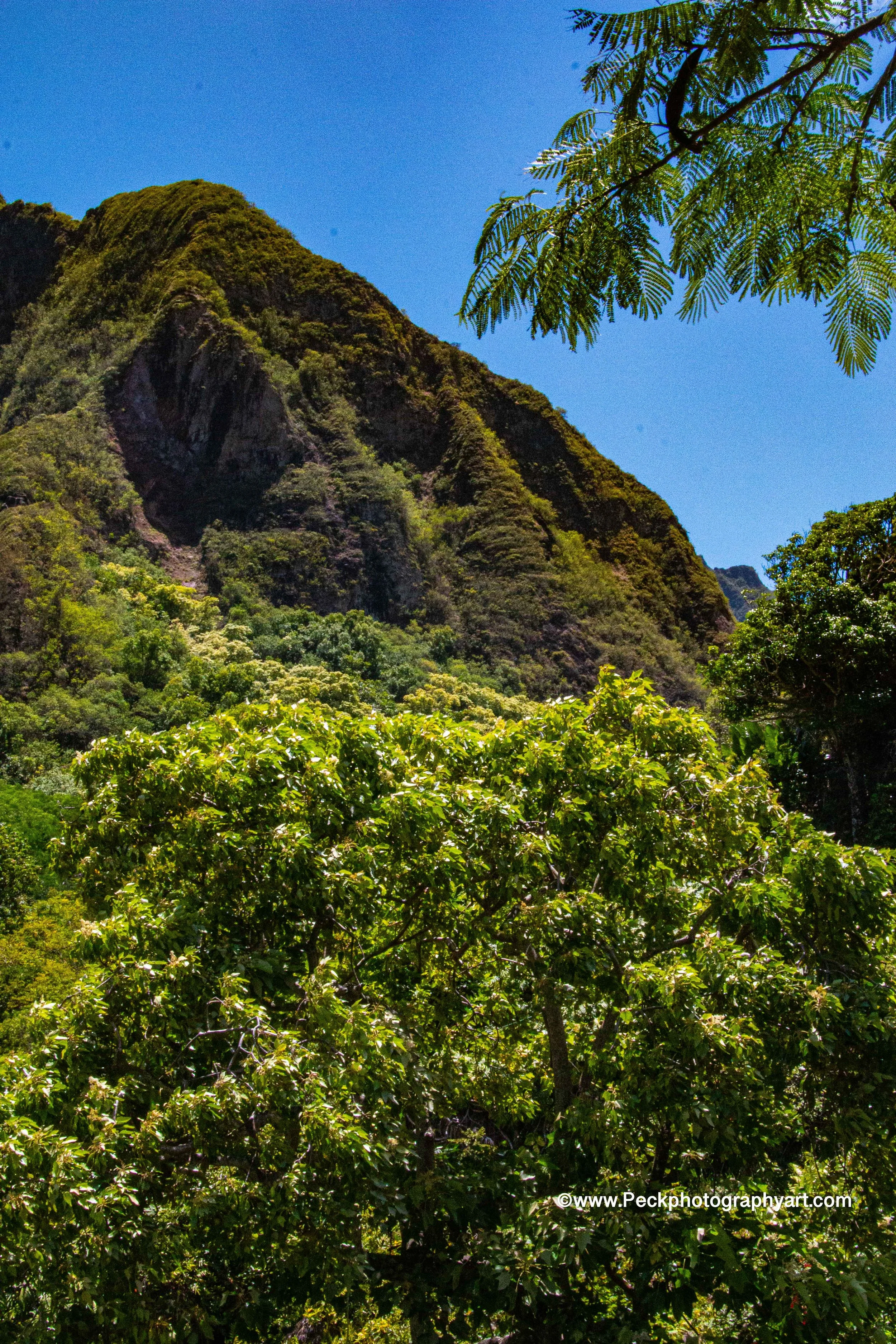 Lush green tropical mountain with dense trees and clear blue sky.
