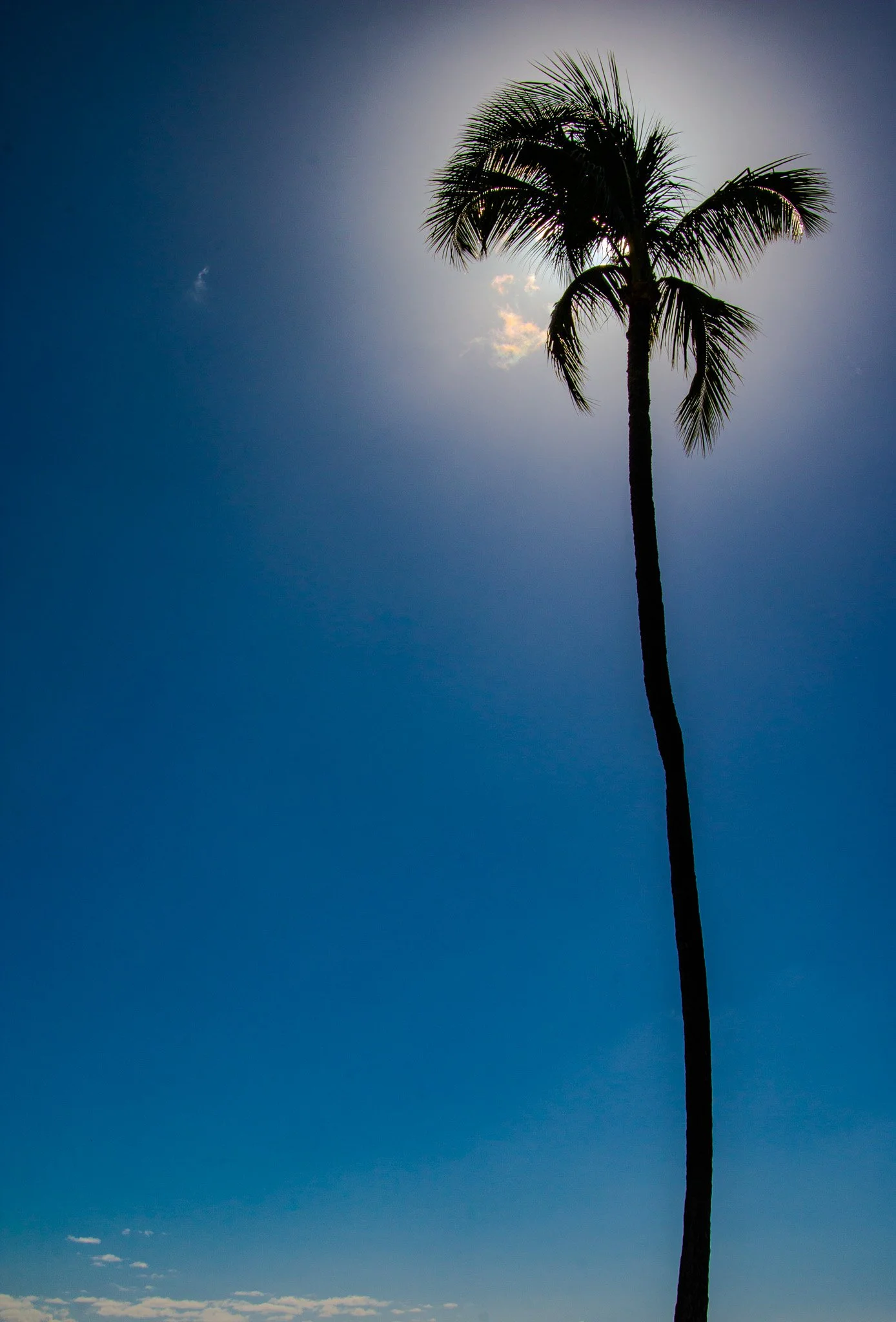 Lone coconut palm silhouetted against a blue Hawaiian sky in the Nakalele Highlands of West Maui.