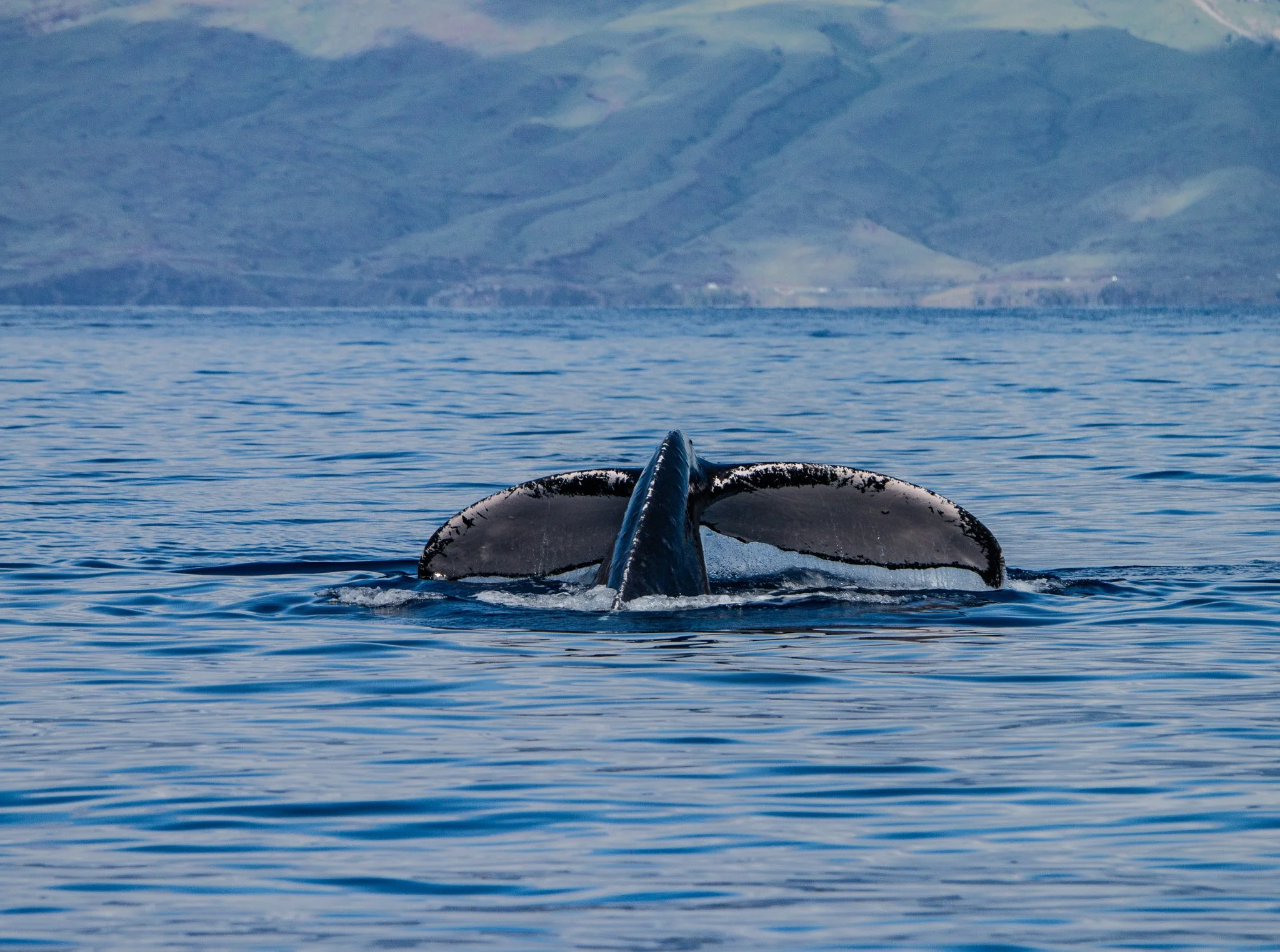 Humpback Whale Acrylic Wall Art – Maui Ocean Light | Original Maui Photography by Theron Peck