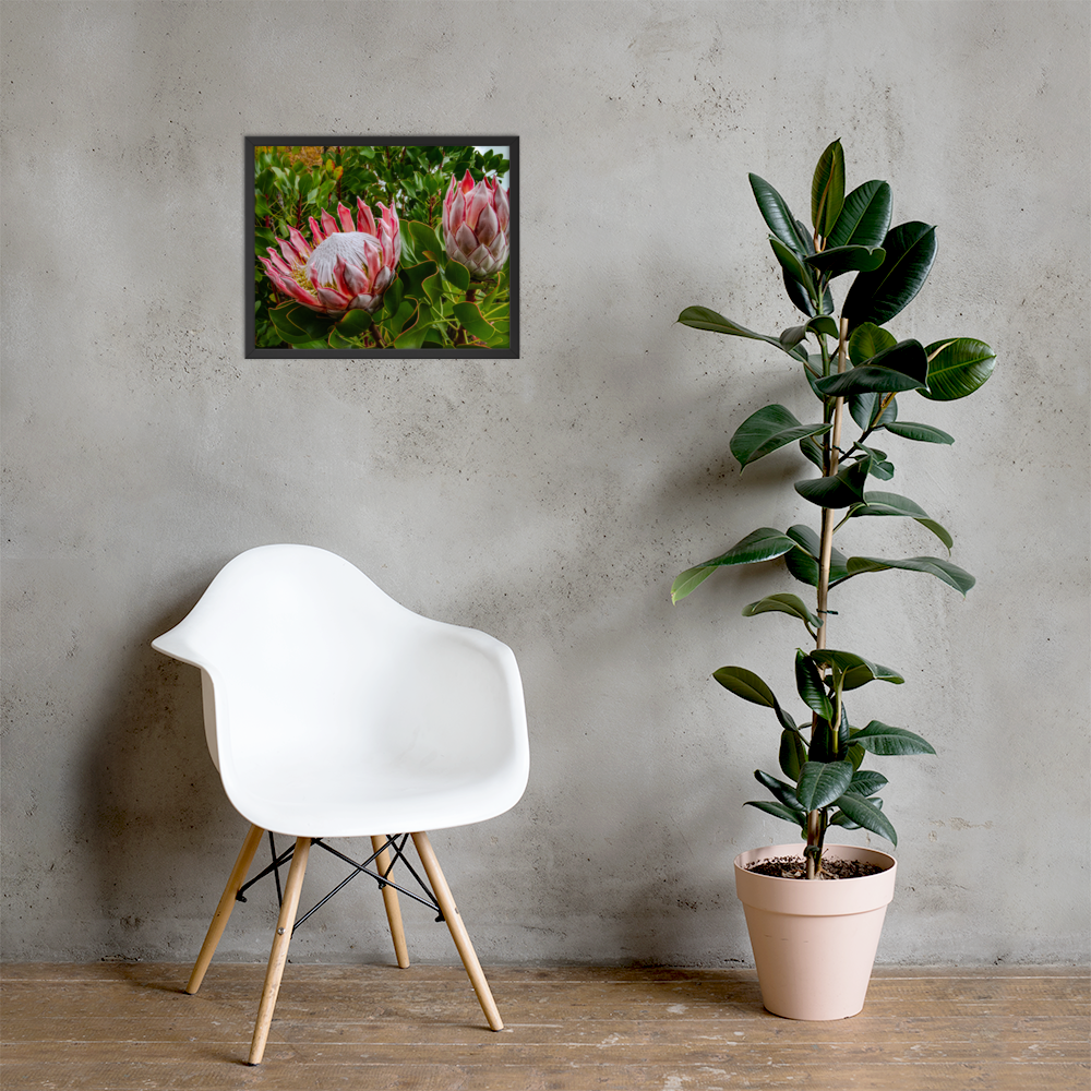King Protea Framed Fine Art Print | Biophilic Maui Wall Art