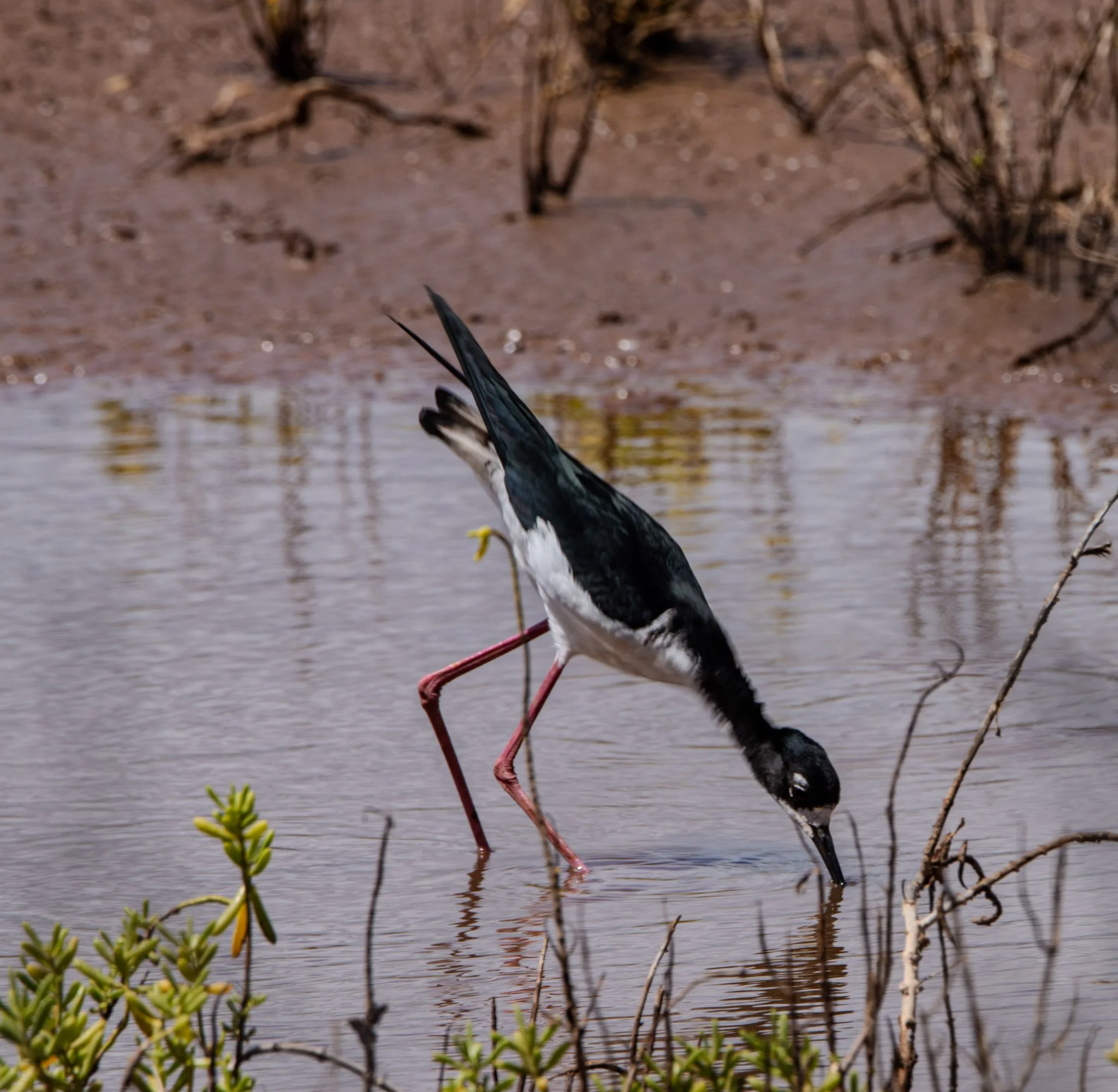 Native Hawaiian birds at Kealia Pond