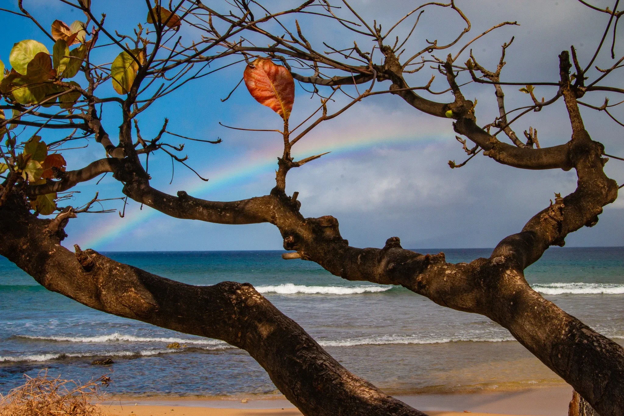 Kāʻanapali Maui wall art featuring a coastal tree branch framing a rainbow over the ocean, ideal for tropical beach home decor