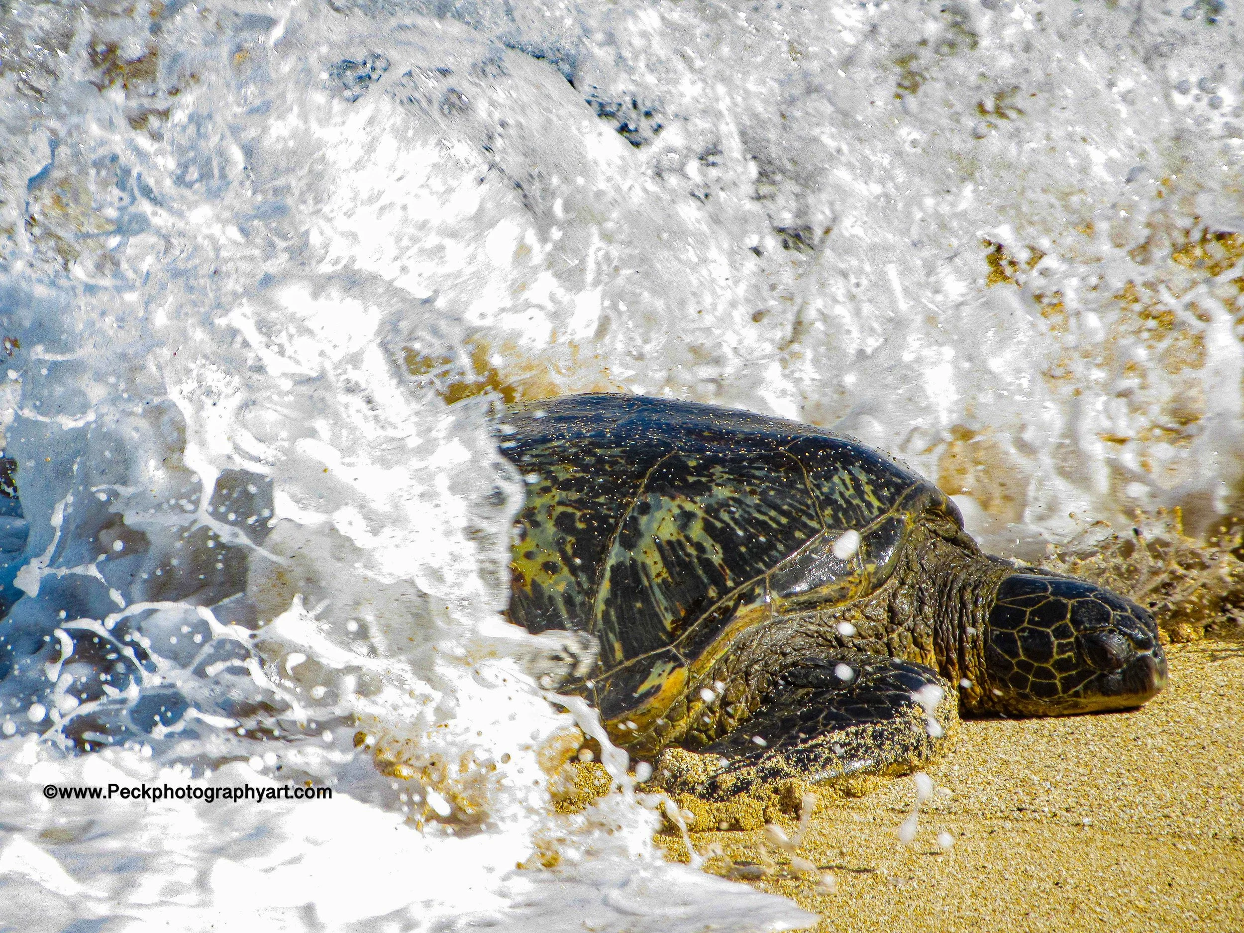 A sea turtle lying on the sandy beach as water from the ocean crashes over it.