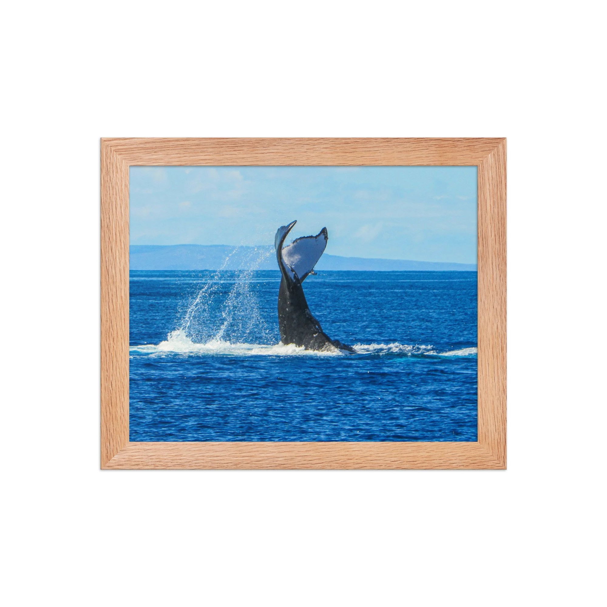 Maui Humpback Whale Wall Art – Original Ocean Photography by