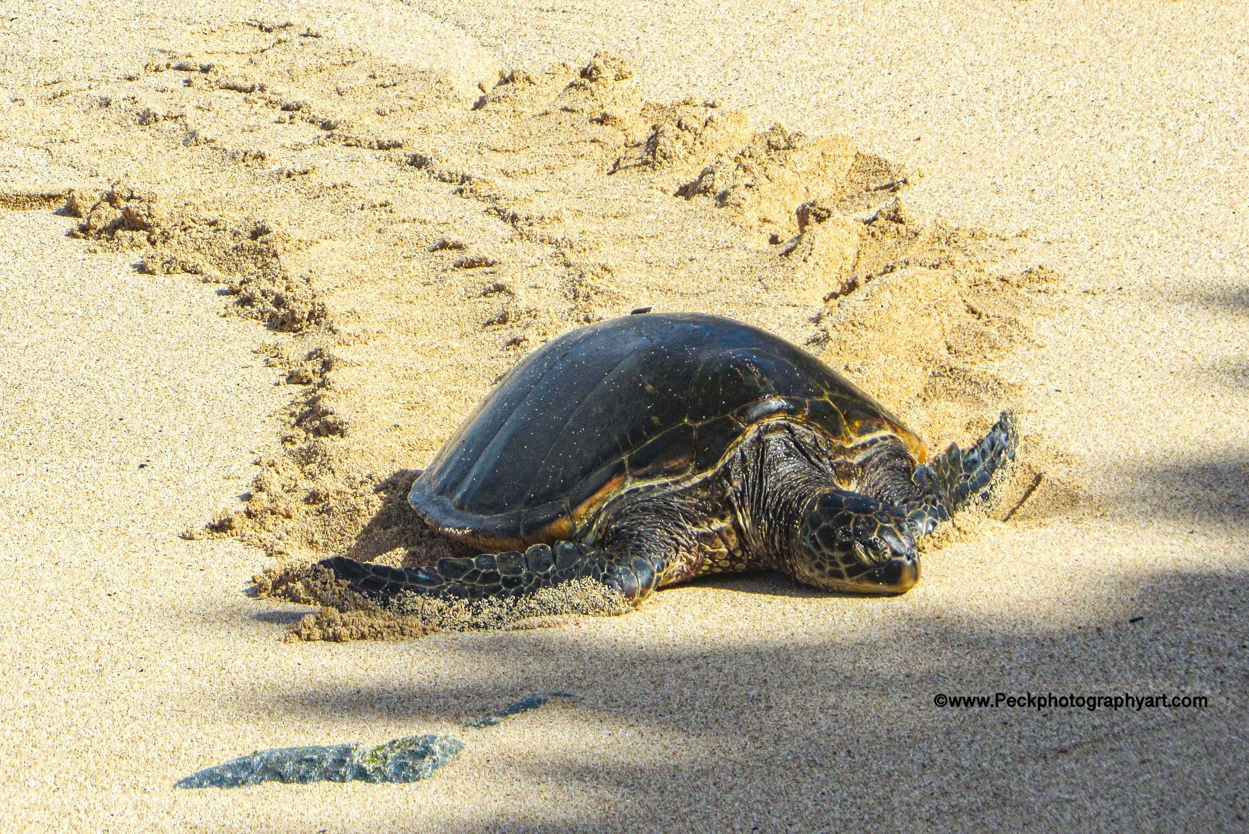 A baby sea turtle crawling on sandy beach sand.