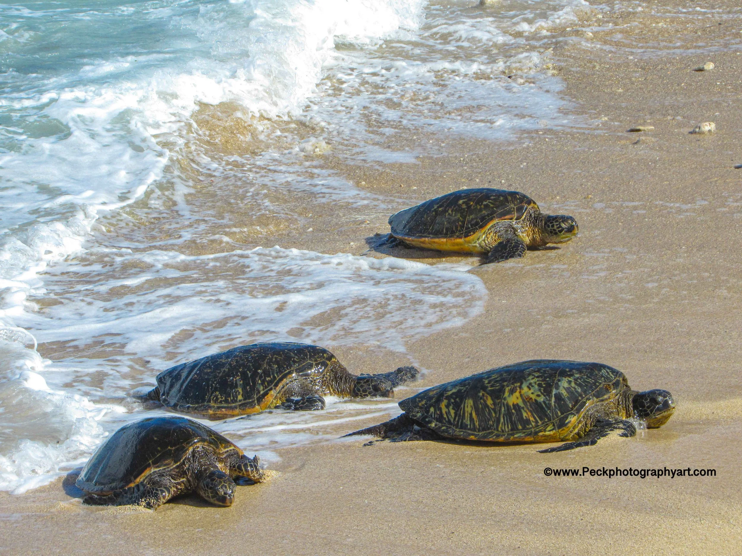 Four baby sea turtles on a sandy beach near the shoreline, heading towards the water.