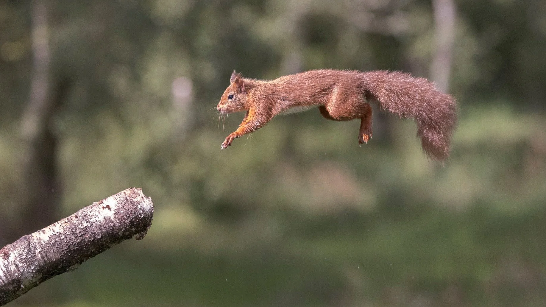 flying squirrel