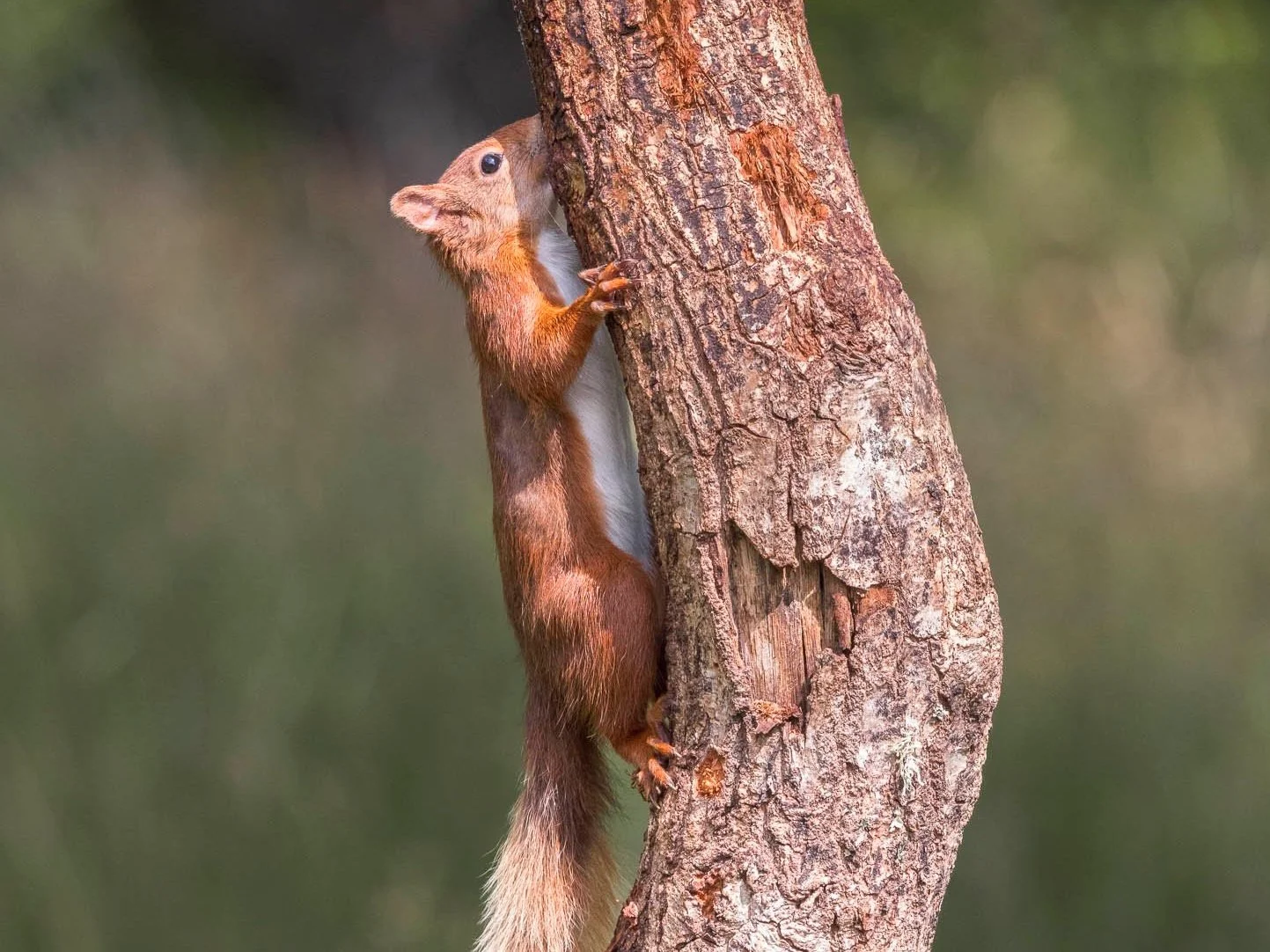 tree hug
