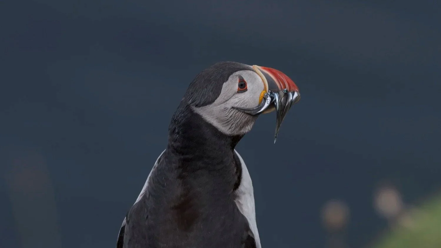 puffin profile
