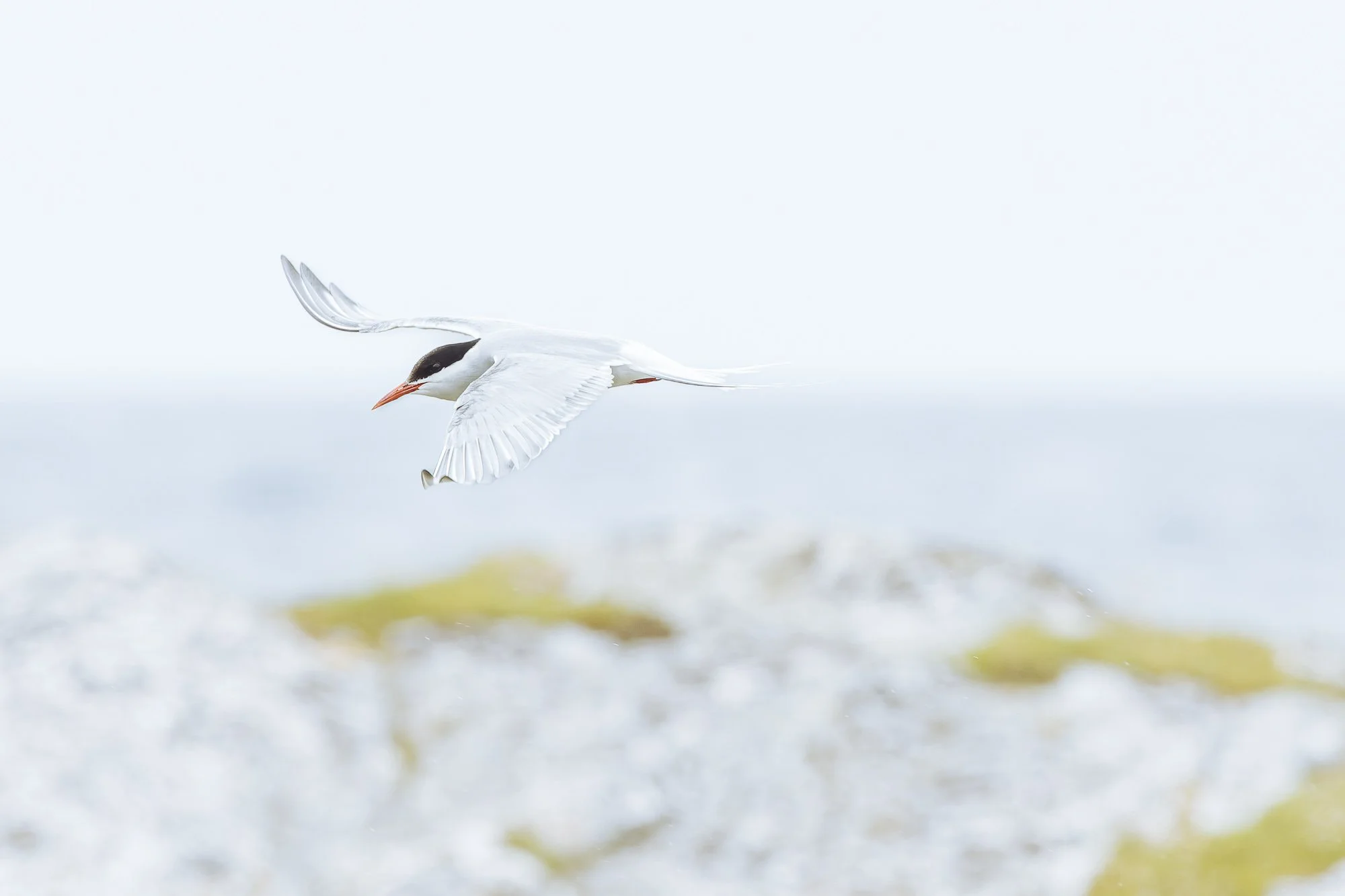 tern 
