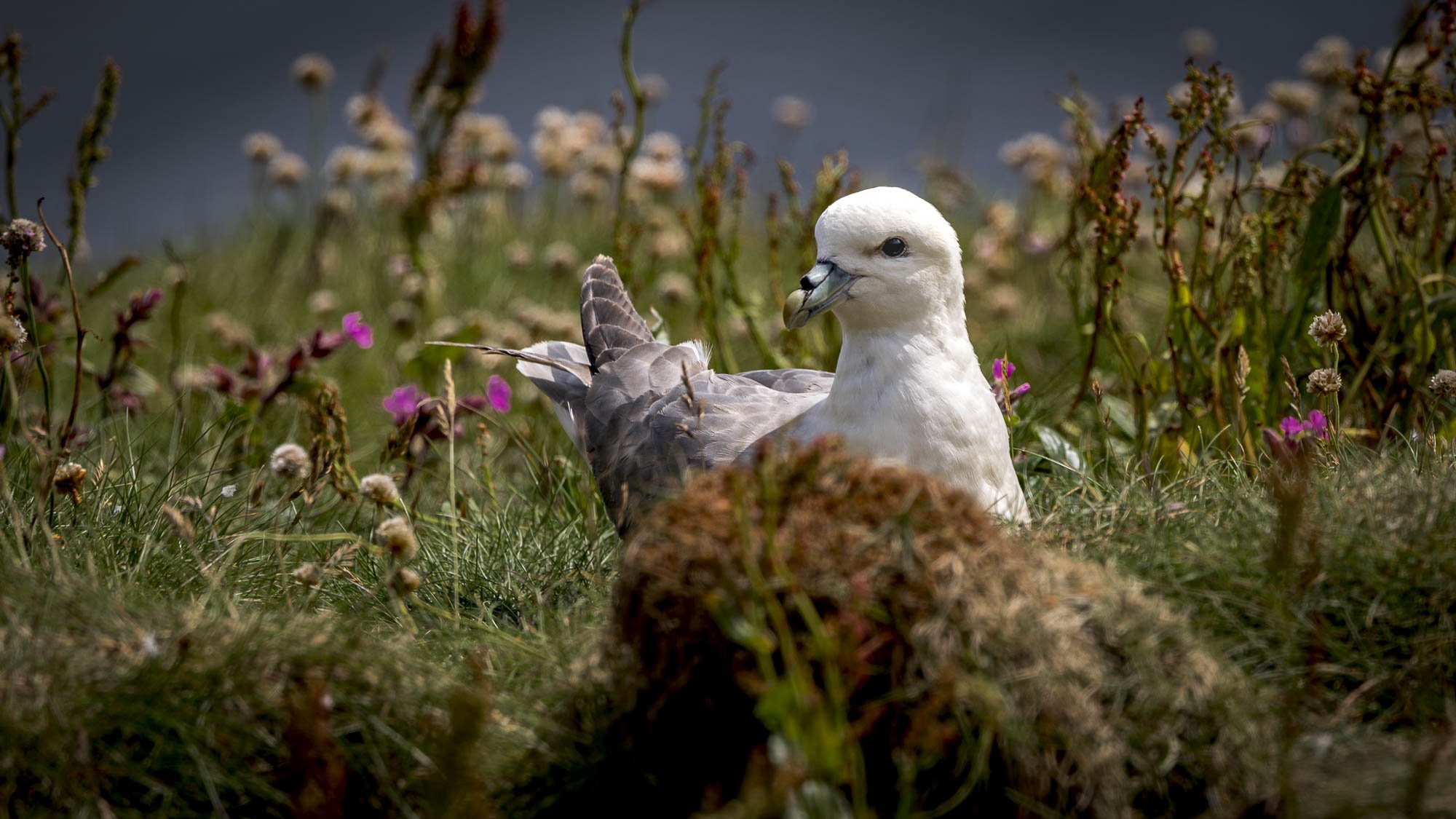 fulmar sitting pretty