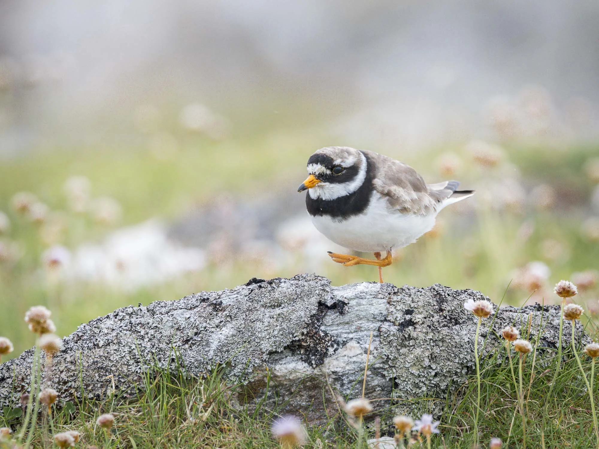 ringed plover
