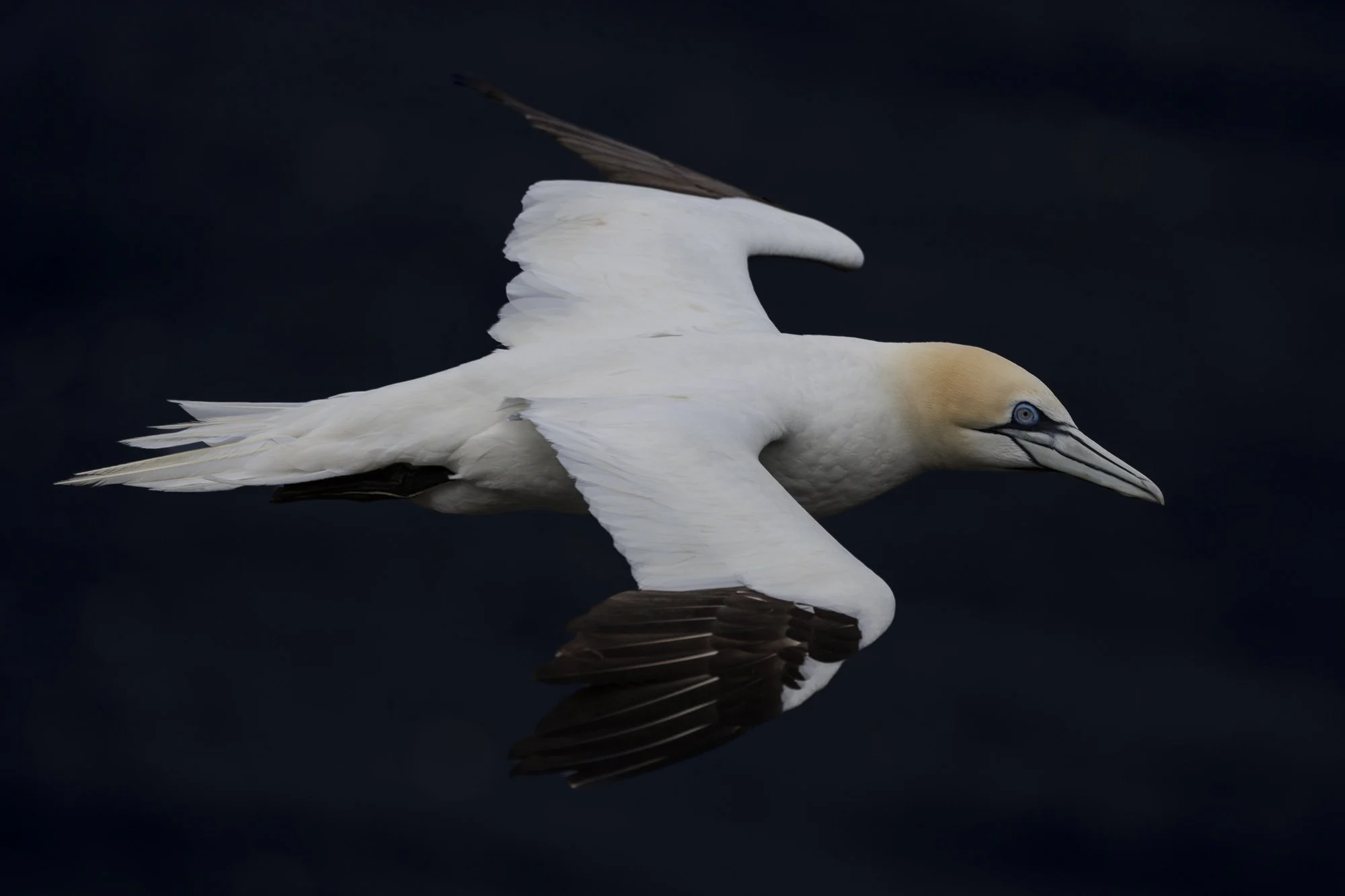 northern gannet in flight