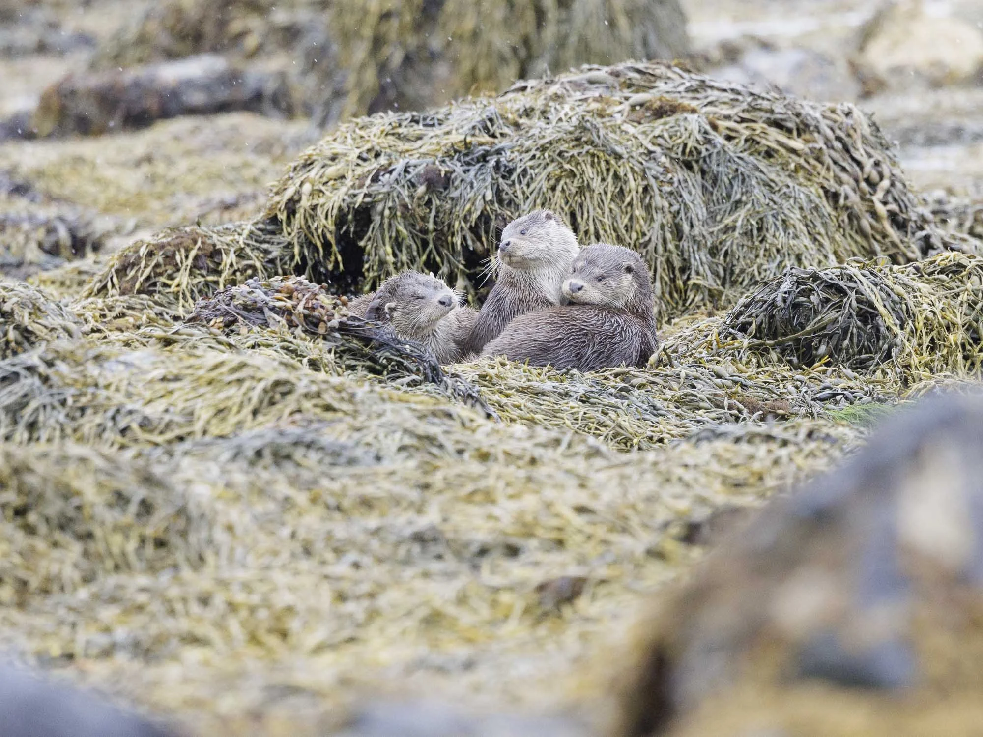 otter family in the kelp