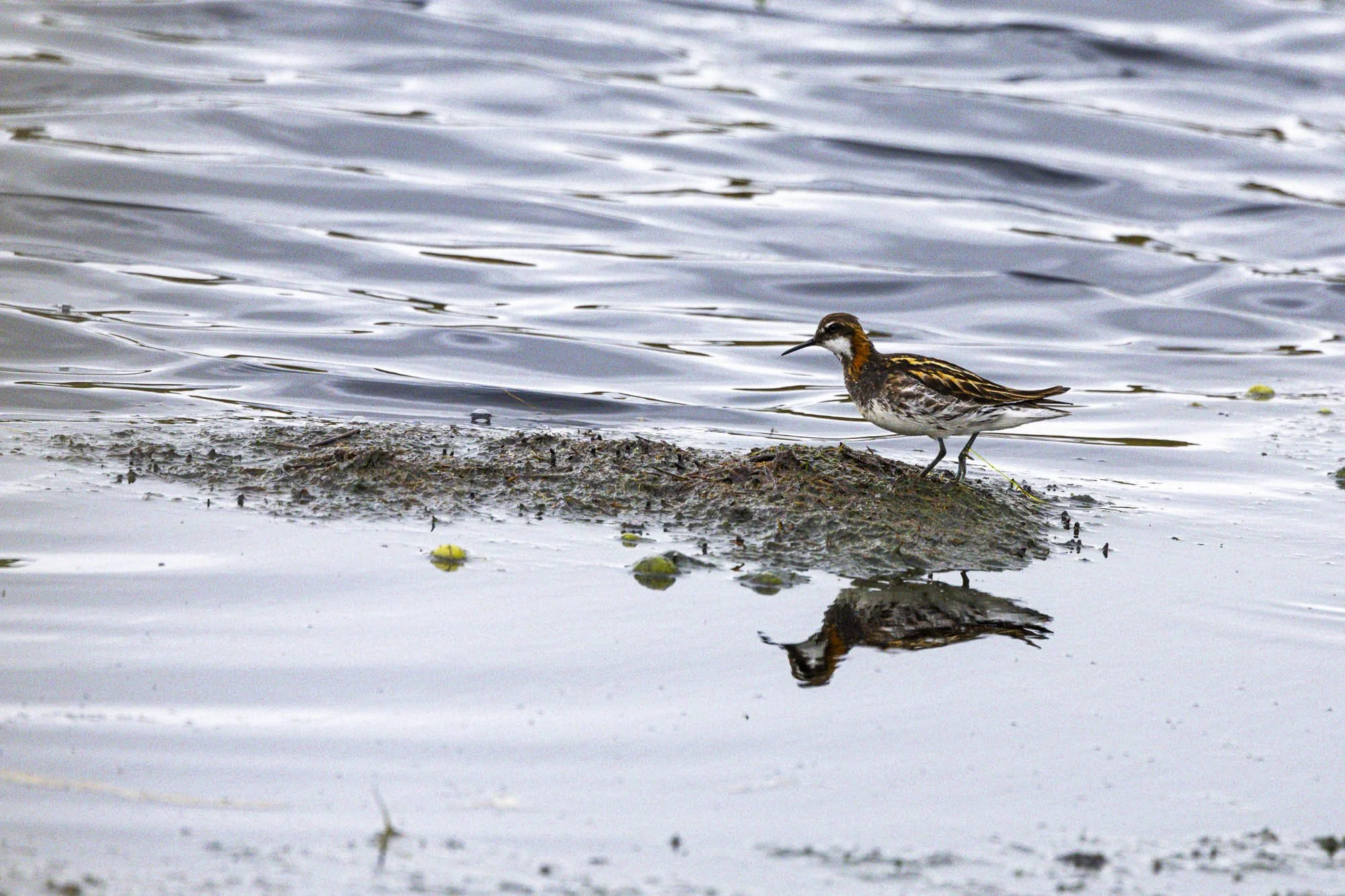 red necked phalarope