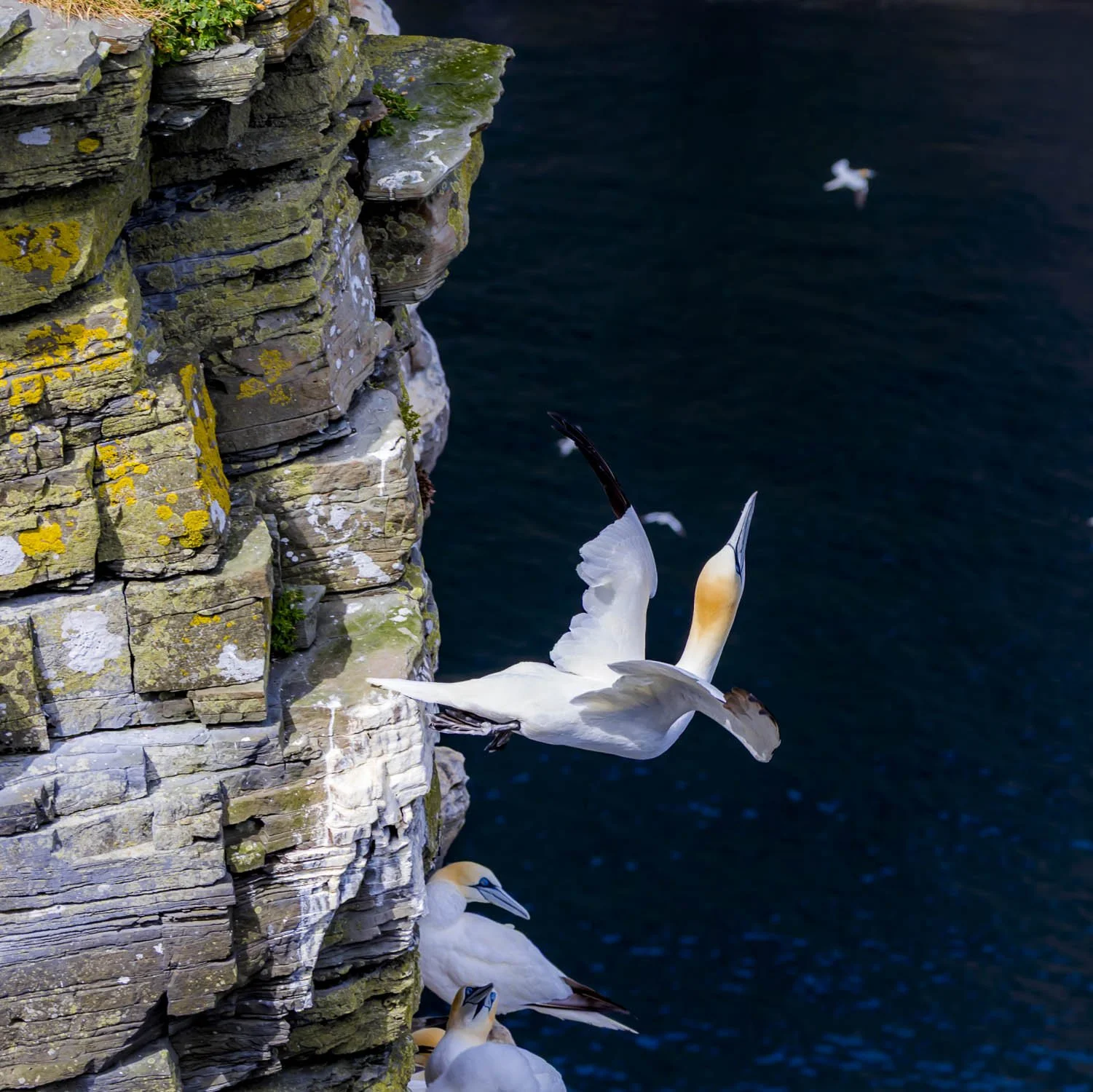 cliffs and headlands