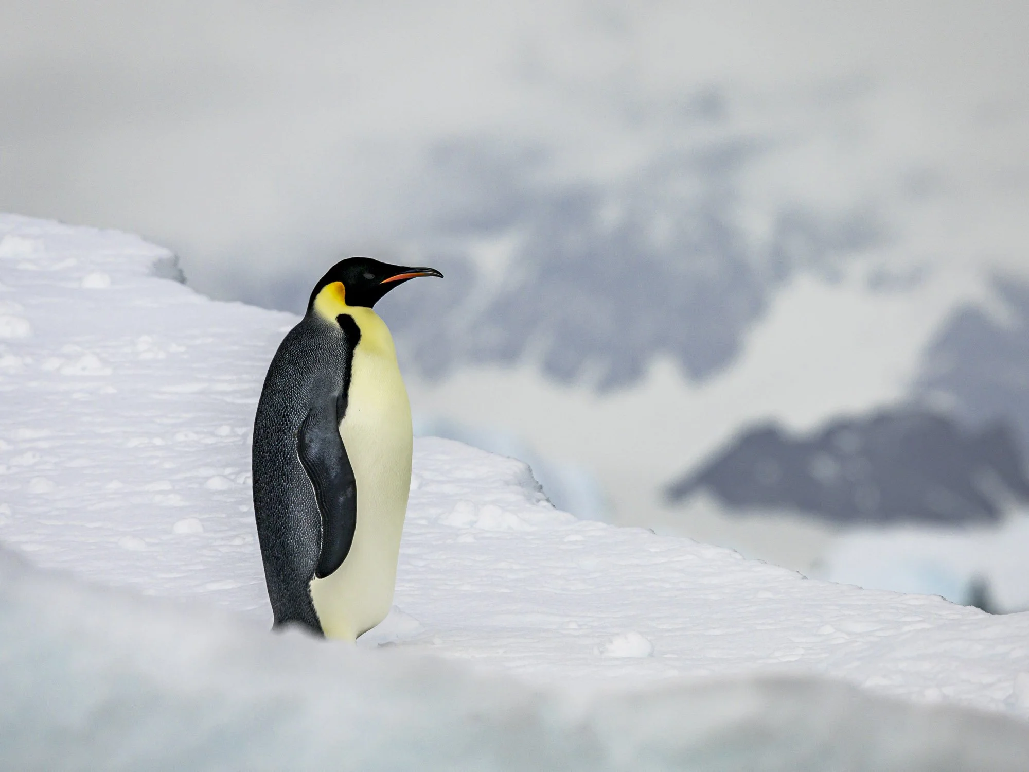 emperor penguin 66degrees south