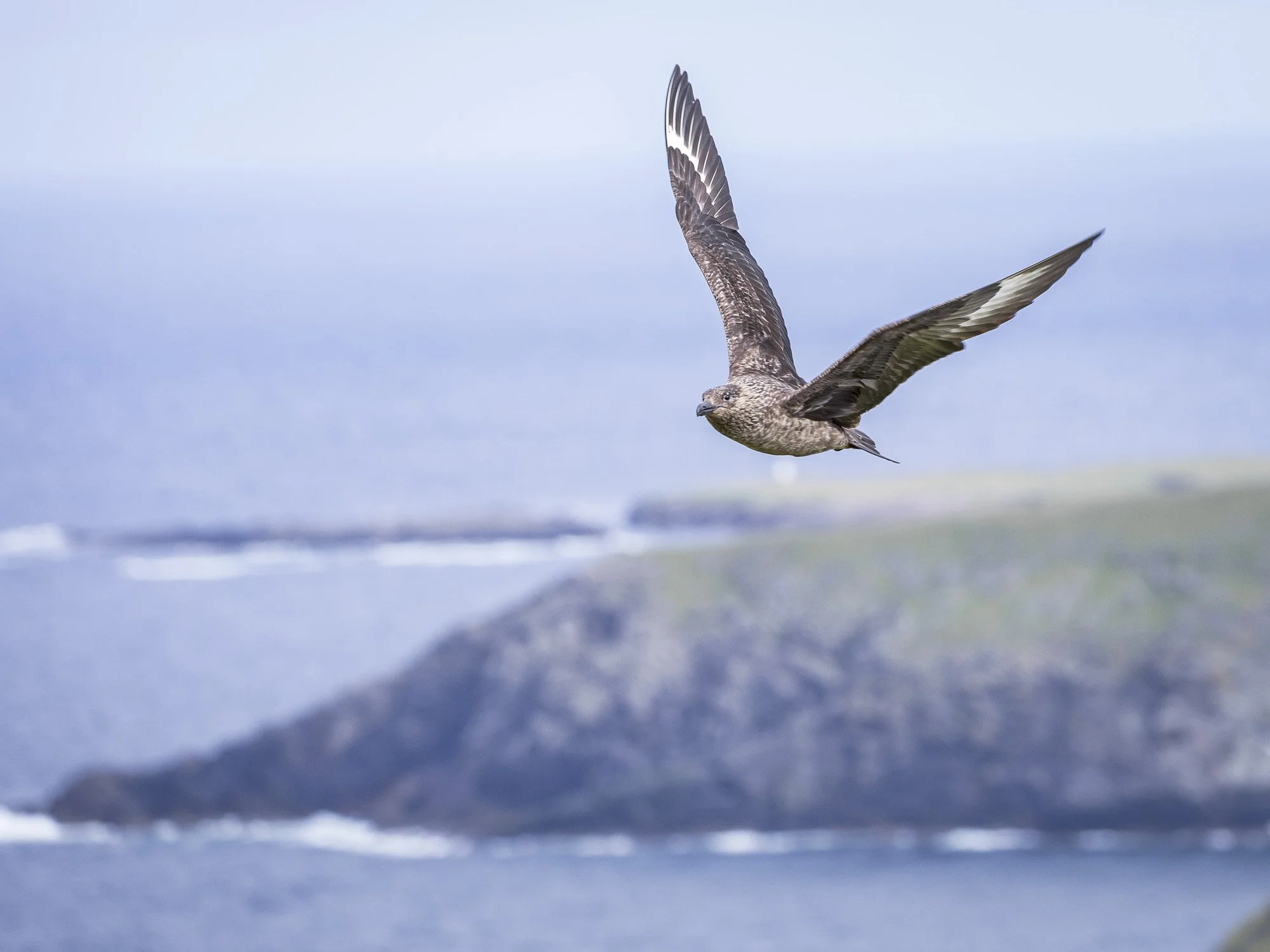 skua over shetland
