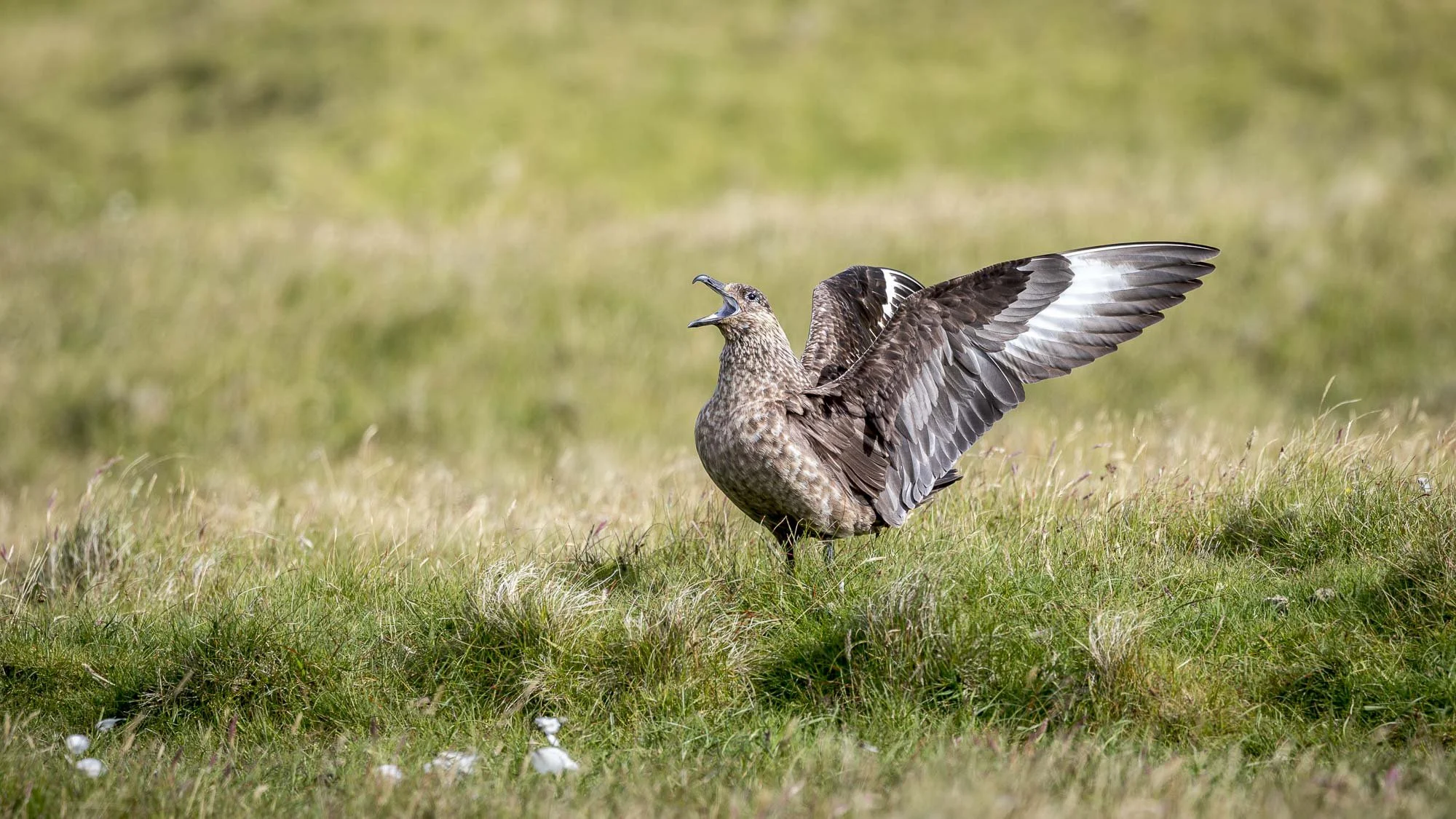 skua