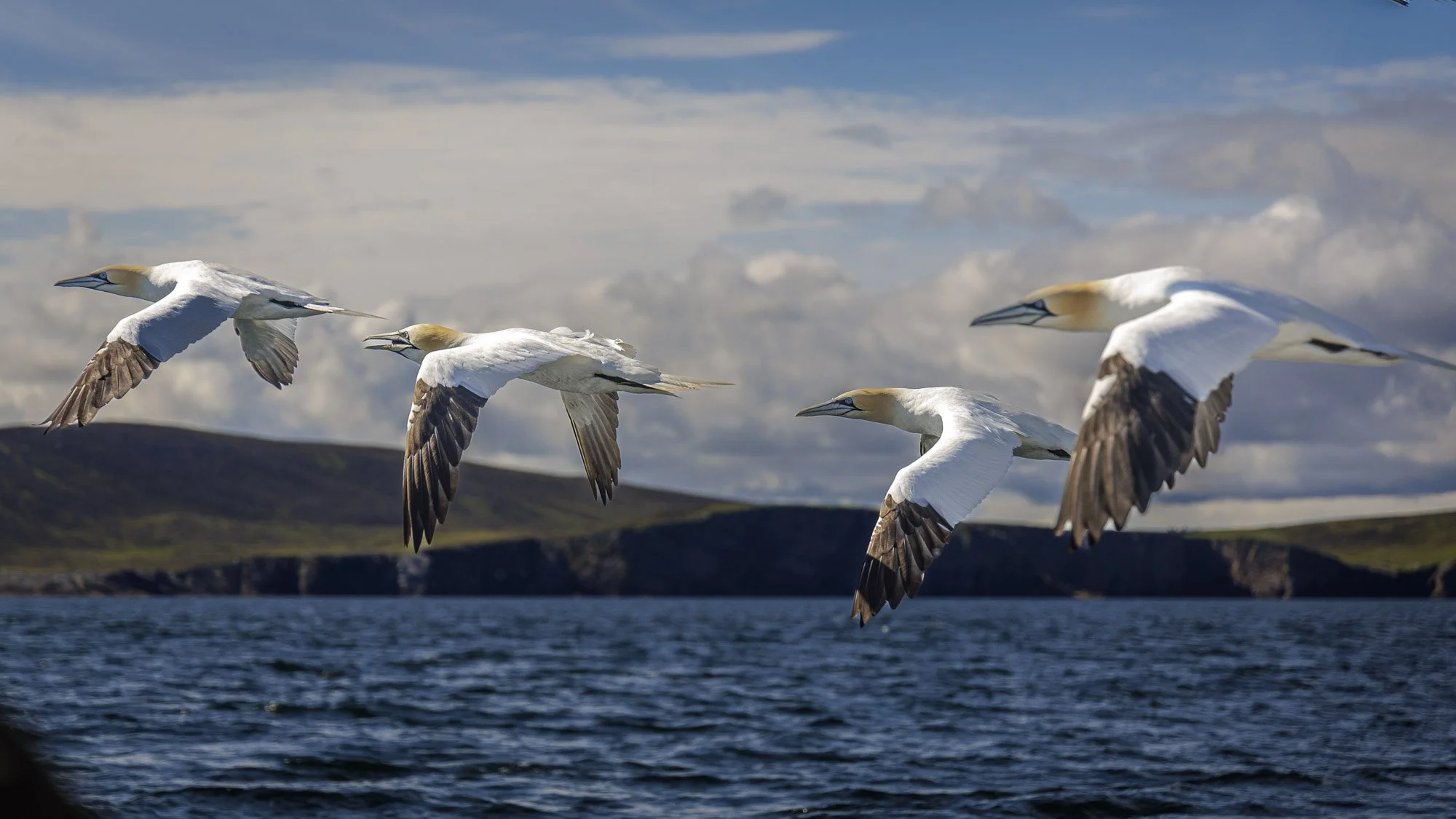 synchronised gannet flight school