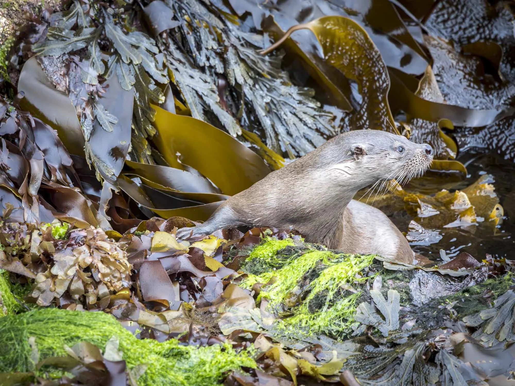 otter 