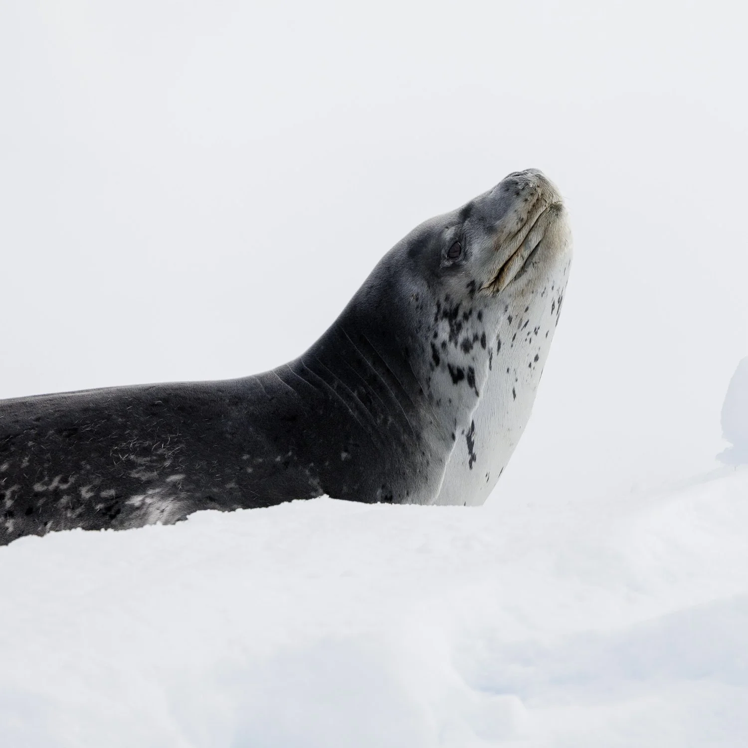 leopard seal yoga pose