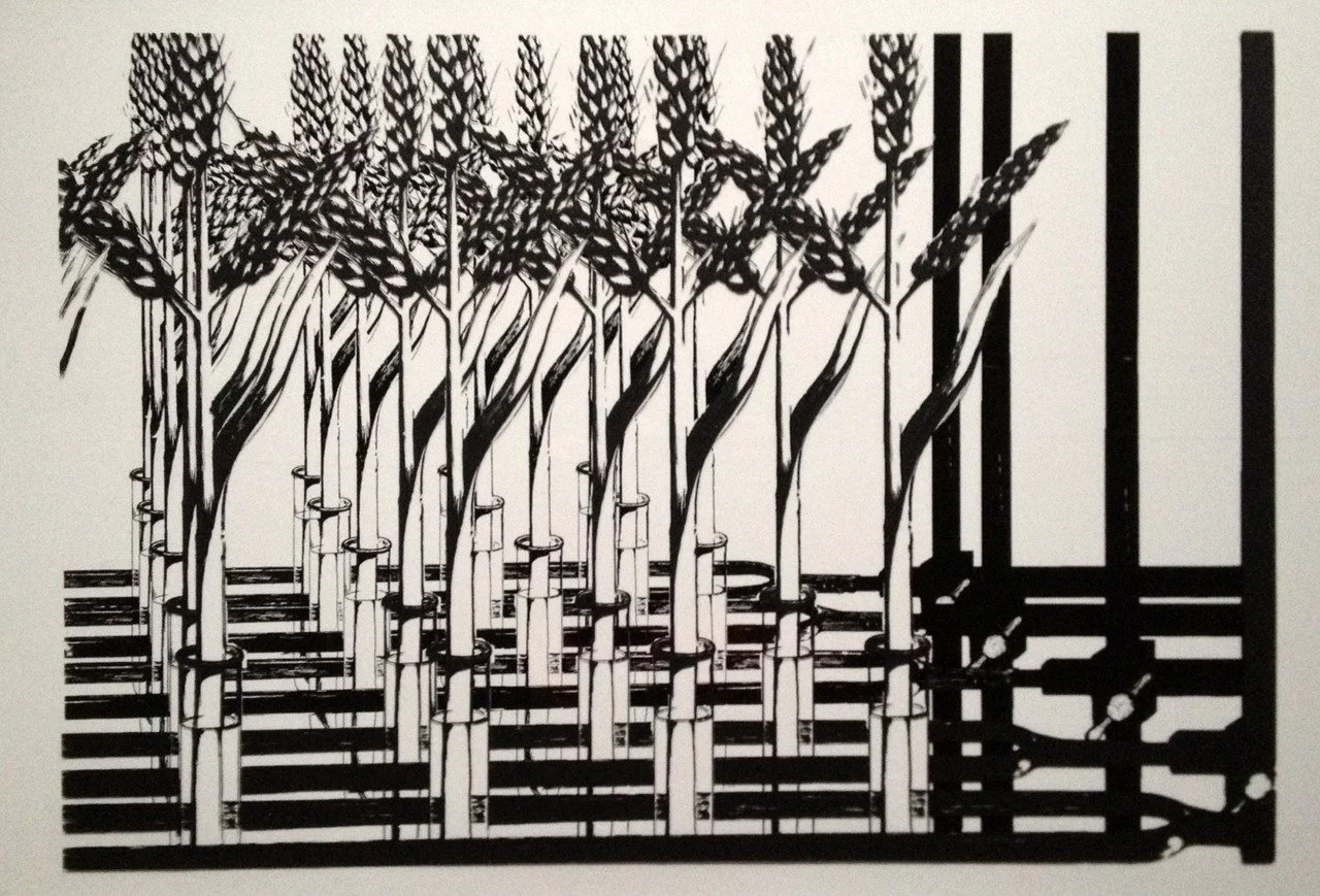 Lab Wheat, Charcoal, ink, plexiglass, 24" x 26"