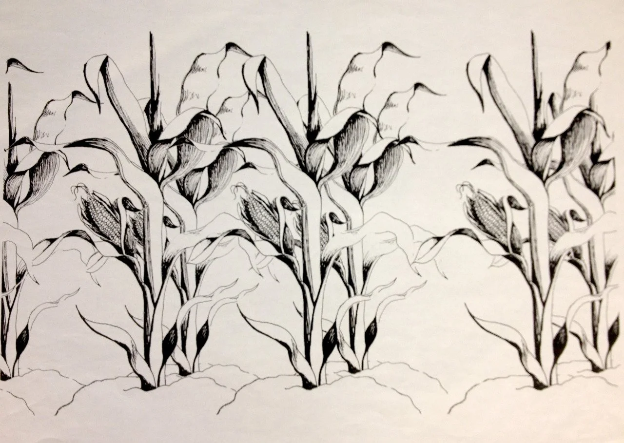 Cornfield, Charcoal and ink on paper, 24" x 36"