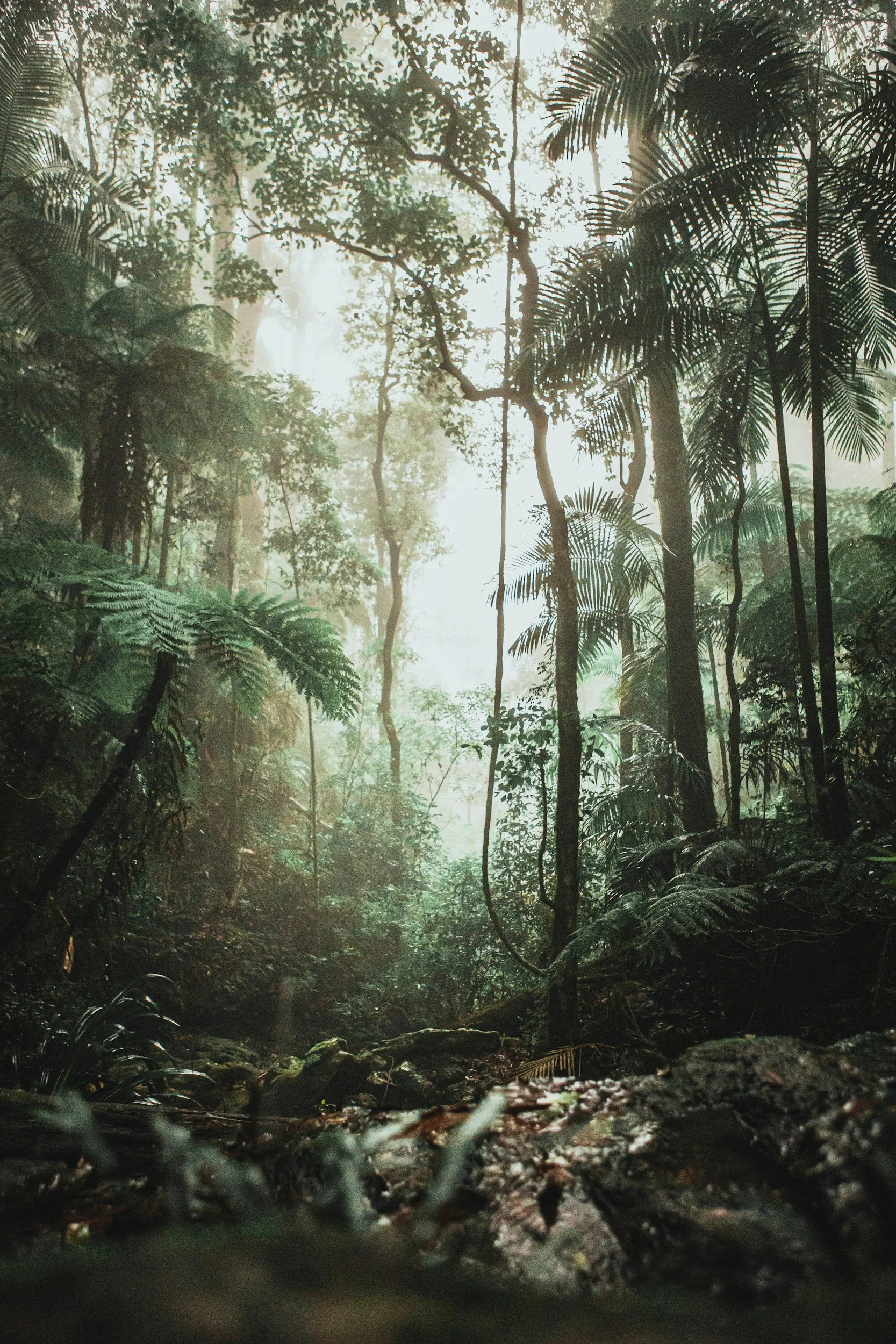 Lush green rainforest with tall trees, dense foliage, and sunlight filtering through the canopy.