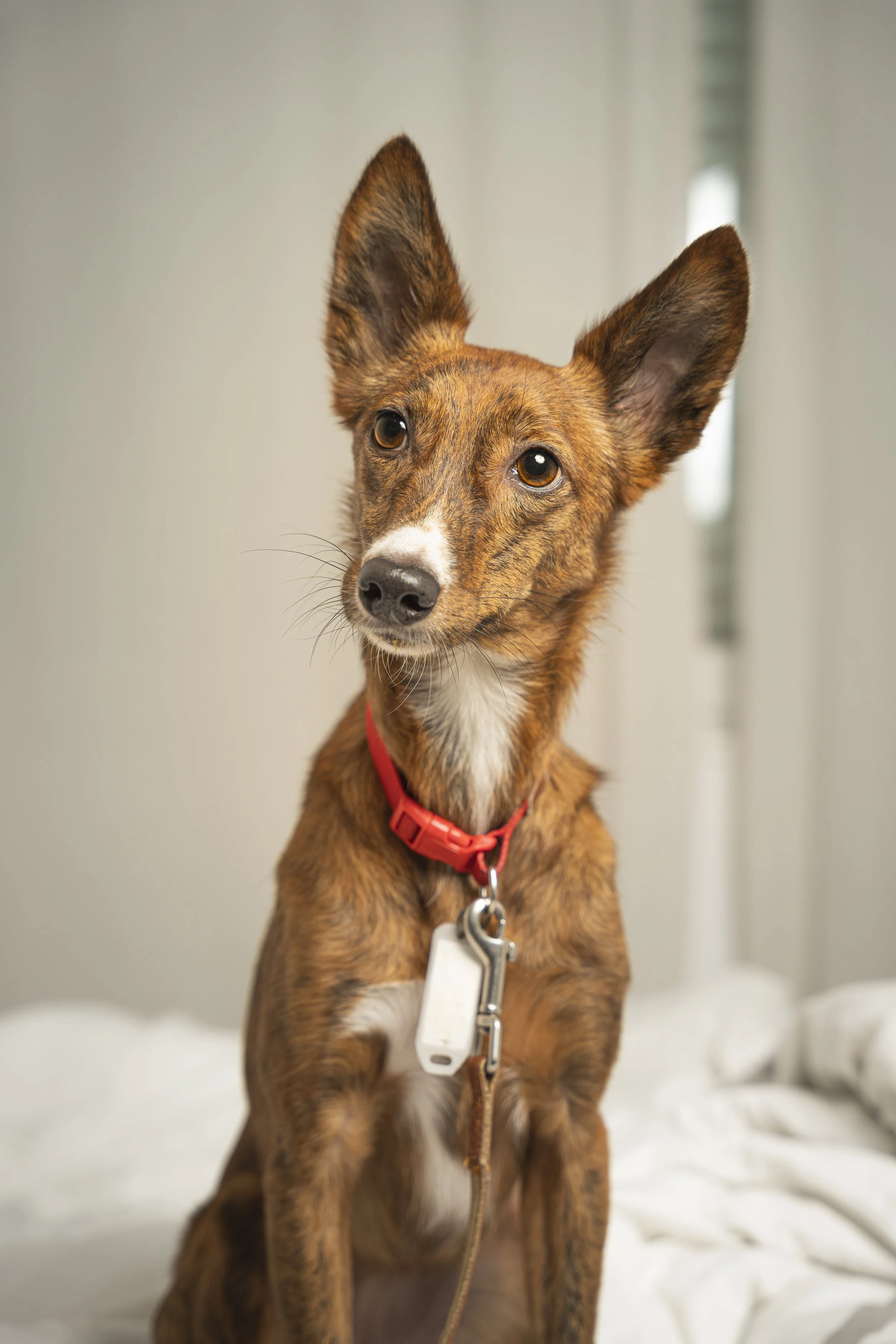 Foxy-1.jpg