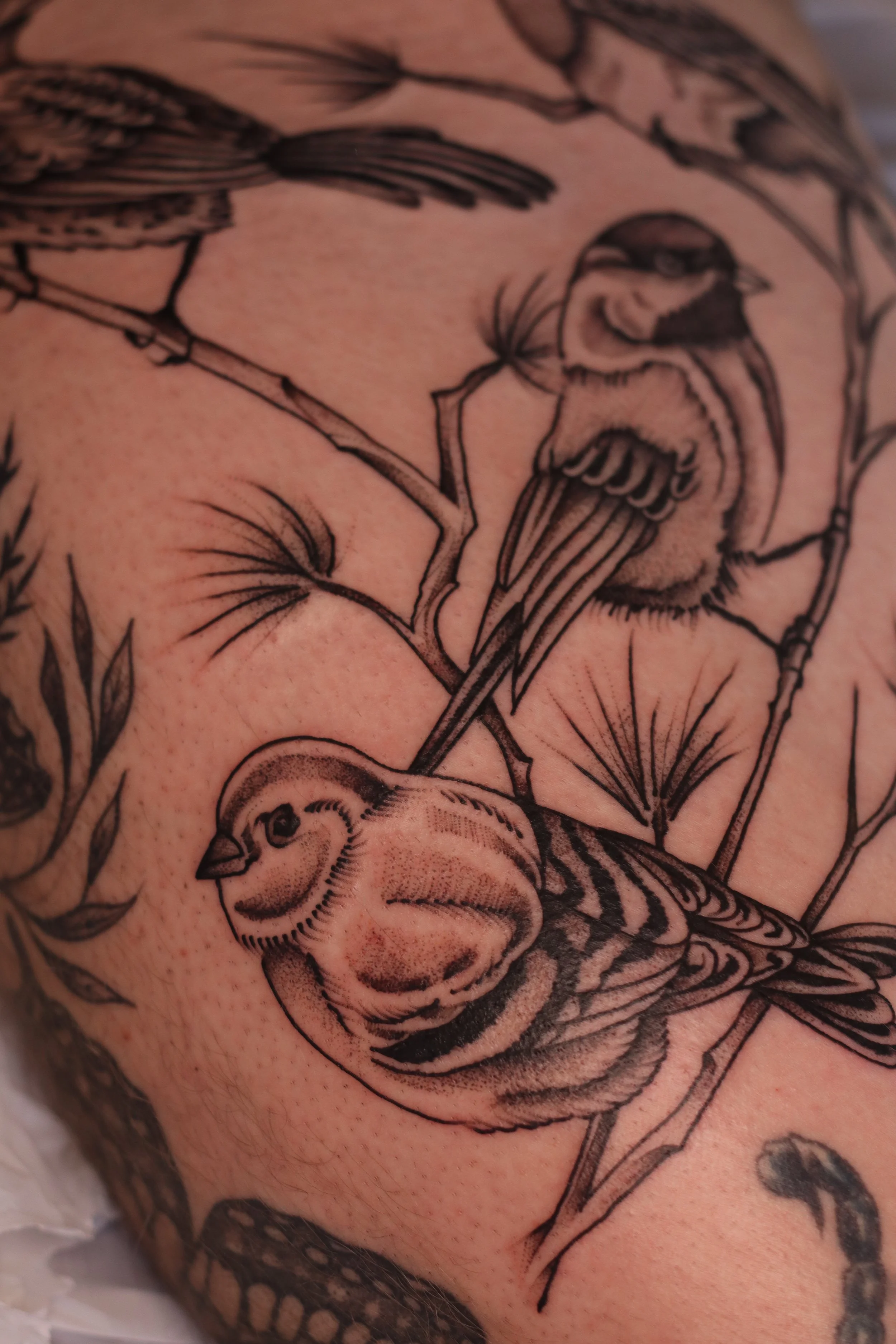 Close up of a photo of a bird tattoo