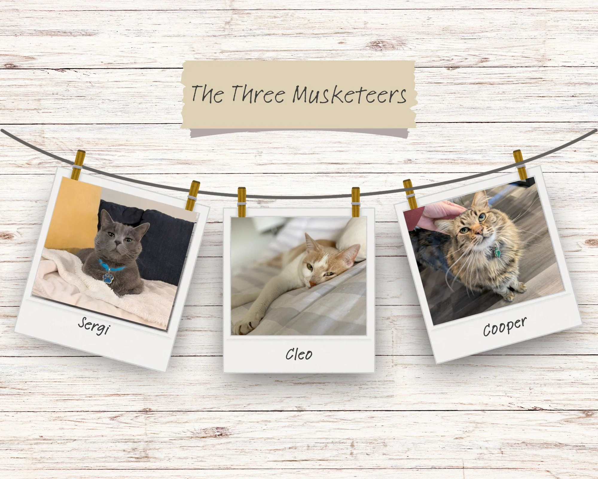 The Dear Pet Mom cats