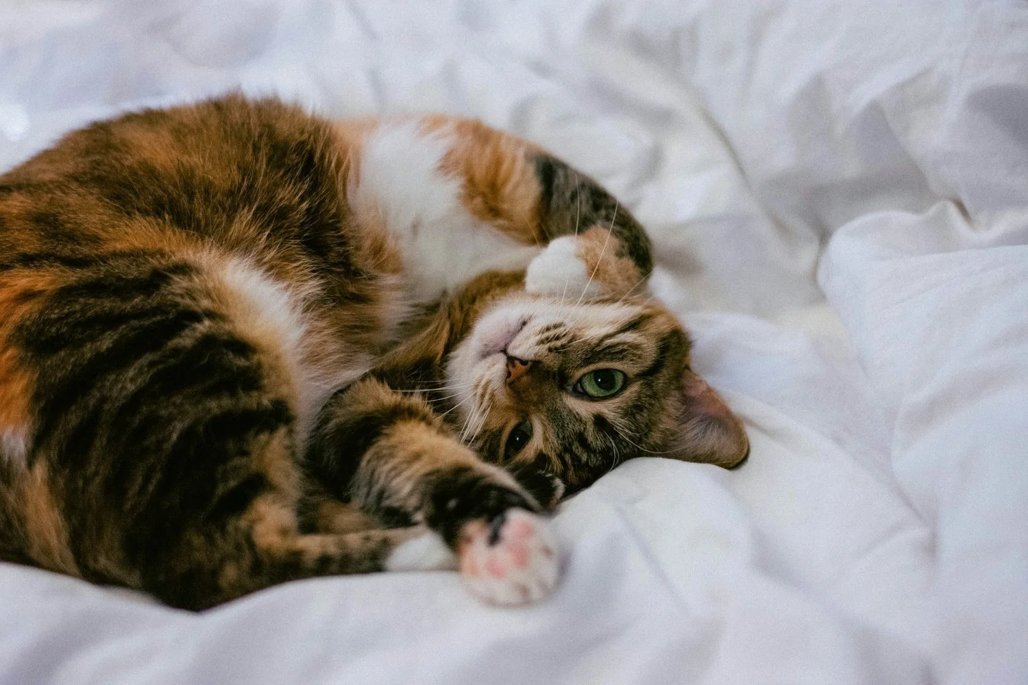 Part 5.1: Budgeting for a Cat (Global Costs and What to Expect)